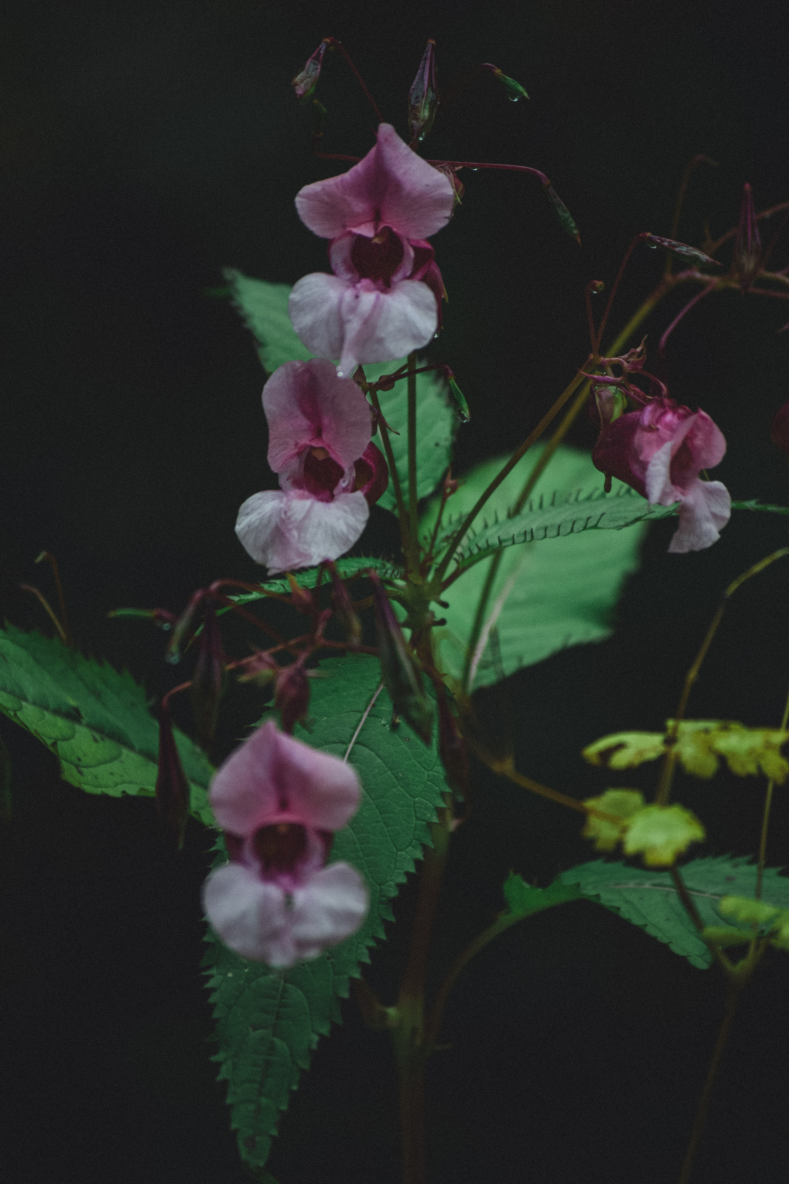 FLOWERS. Фотограф в Санкт-Петербурге