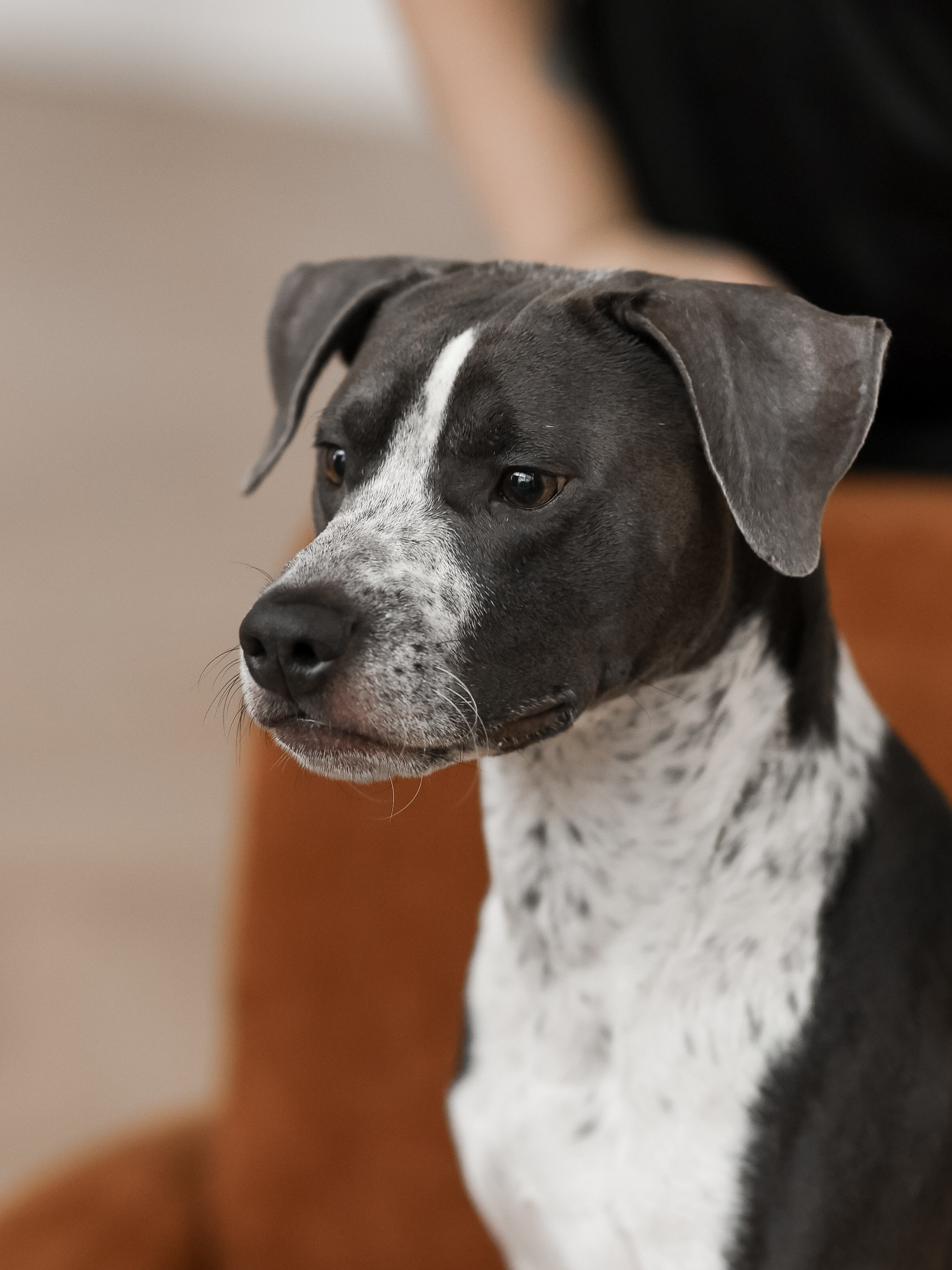 Тортик Даша и Никита. Фотограф-анималист в Москве Кириллова Татьяна