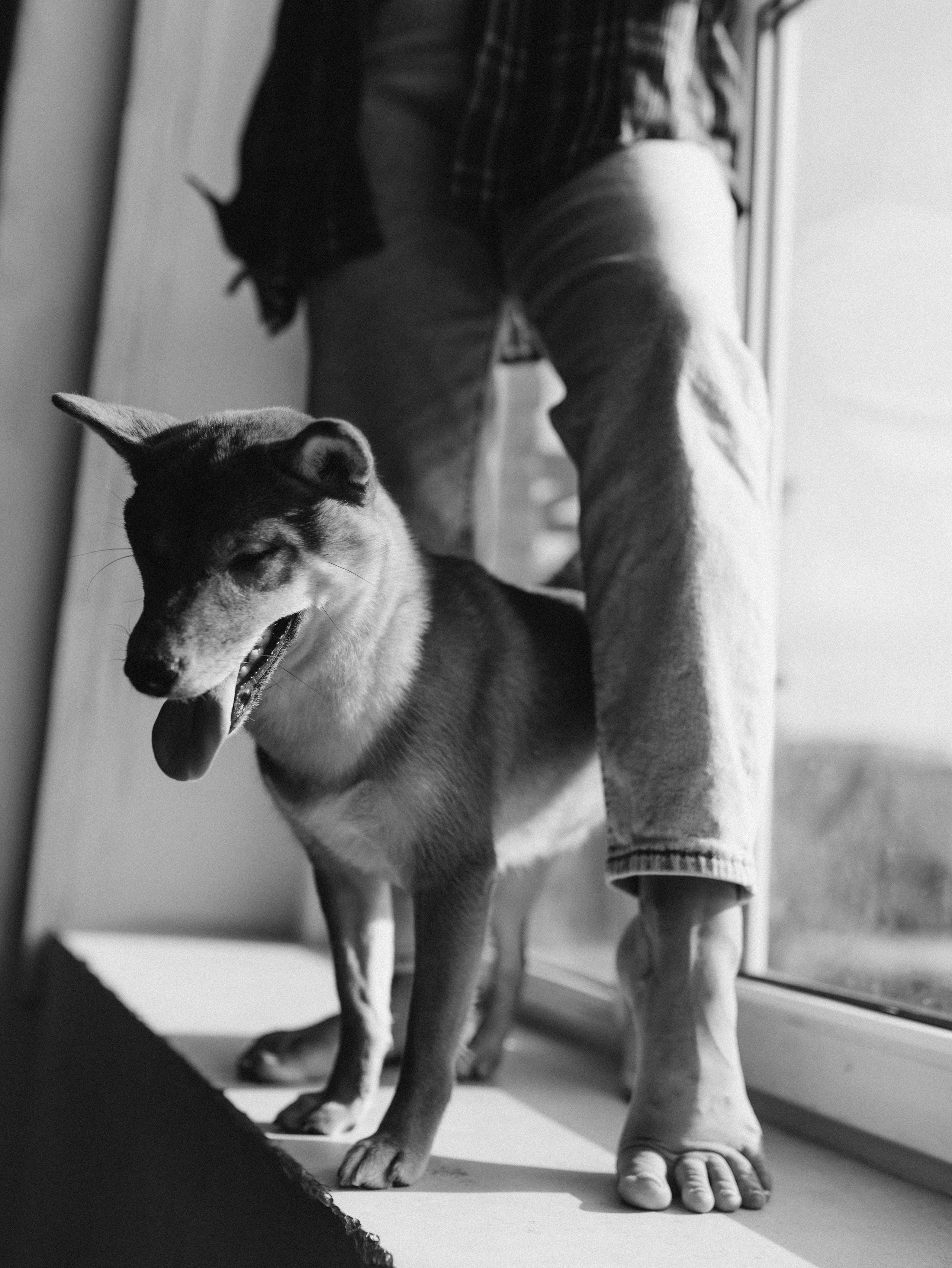 Мика и Настя. Фотограф-анималист в Москве Кириллова Татьяна