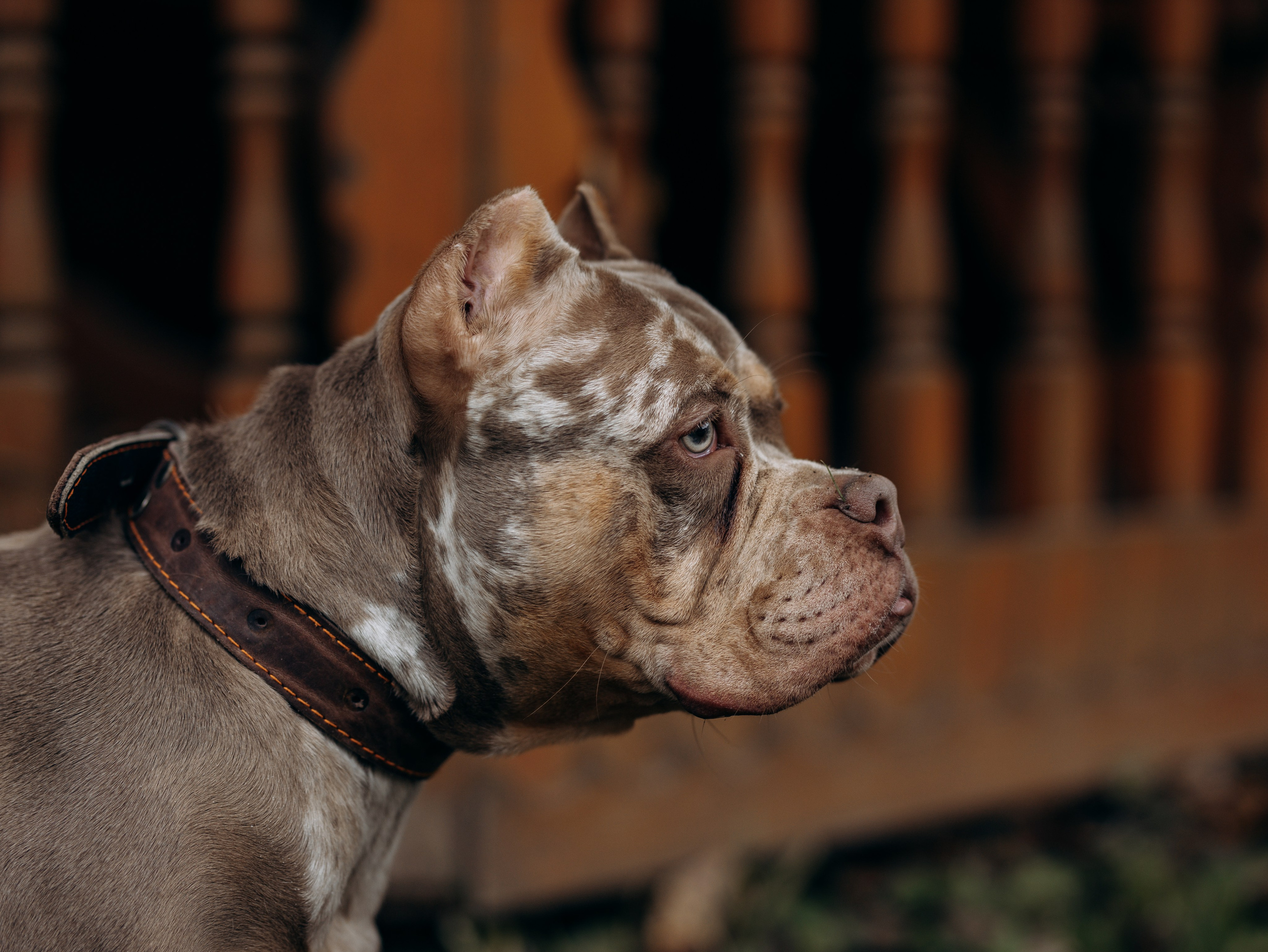 Скай, Марти и Катя. Фотограф-анималист в Москве Кириллова Татьяна