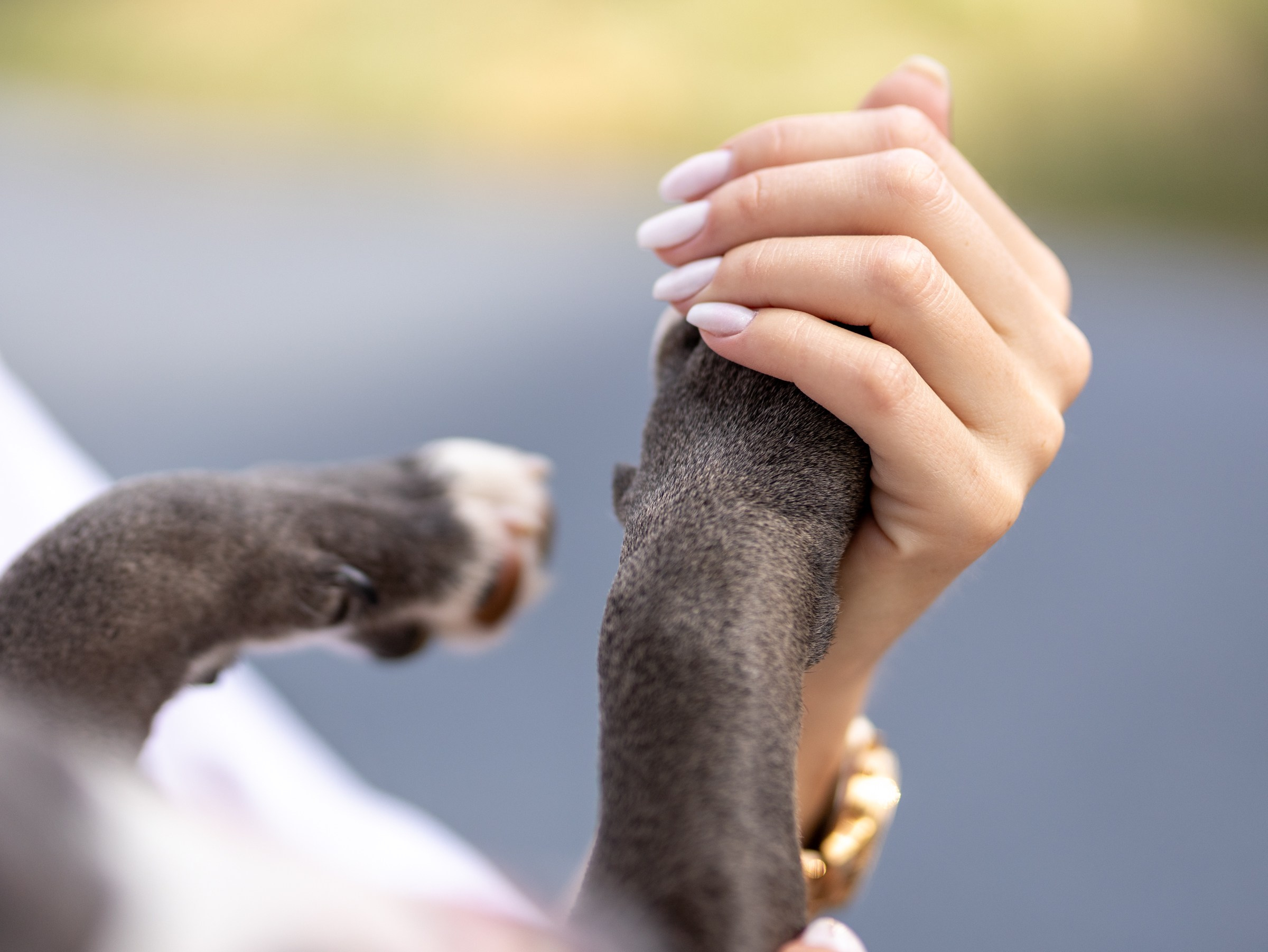 Марси и Катя. Фотограф-анималист в Москве Кириллова Татьяна