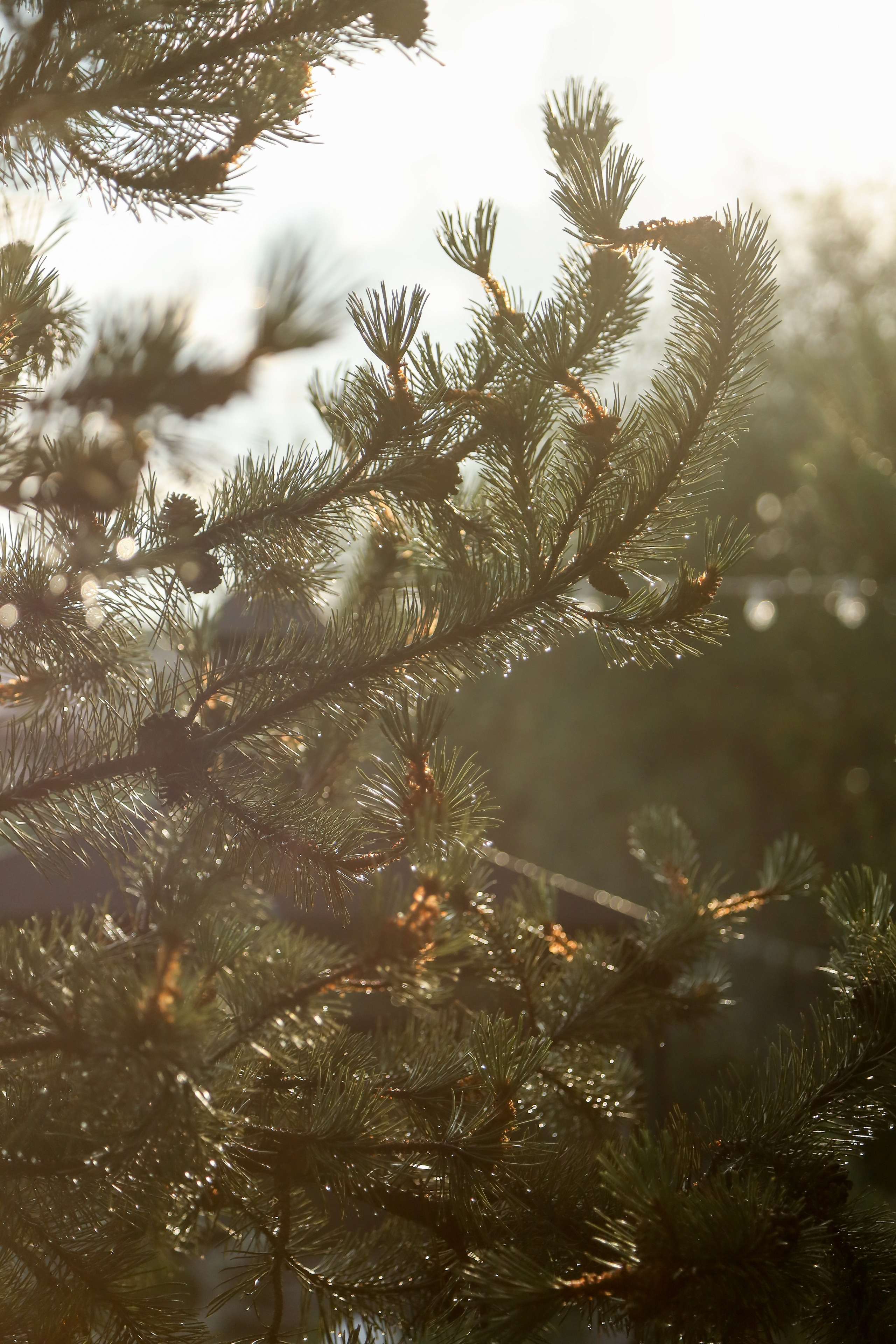 DIS регата2024. Фотограф Антон Чупринин