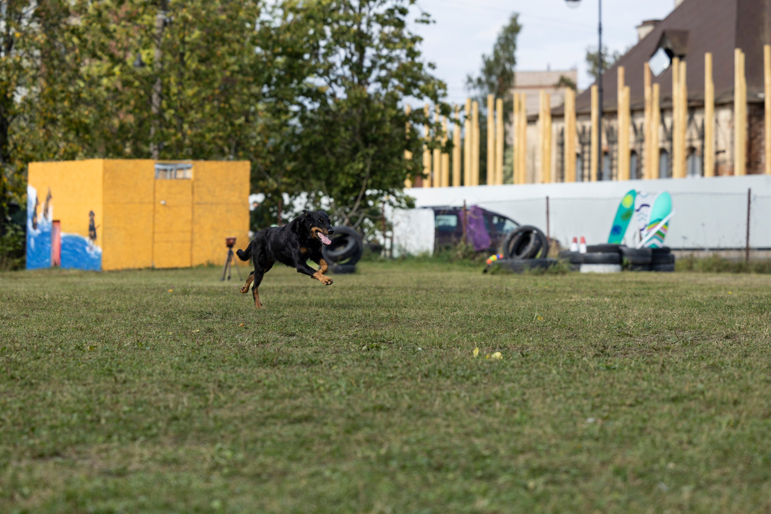Испытания по Мондьорингу г. Пушкин. Фотограф-анималист Анна Маринич