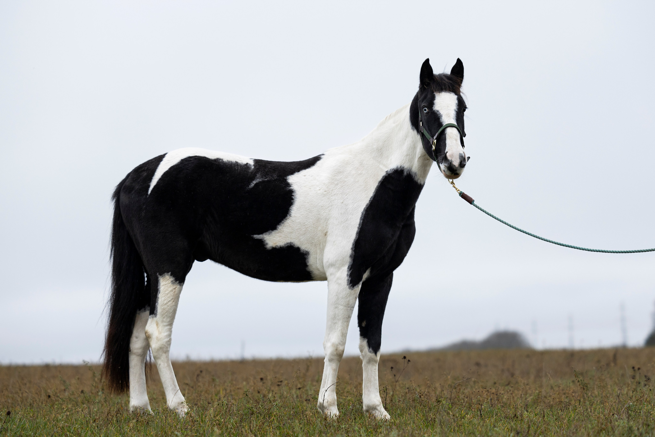 Дракарис и Кейси. Фотограф-анималист Анна Маринич