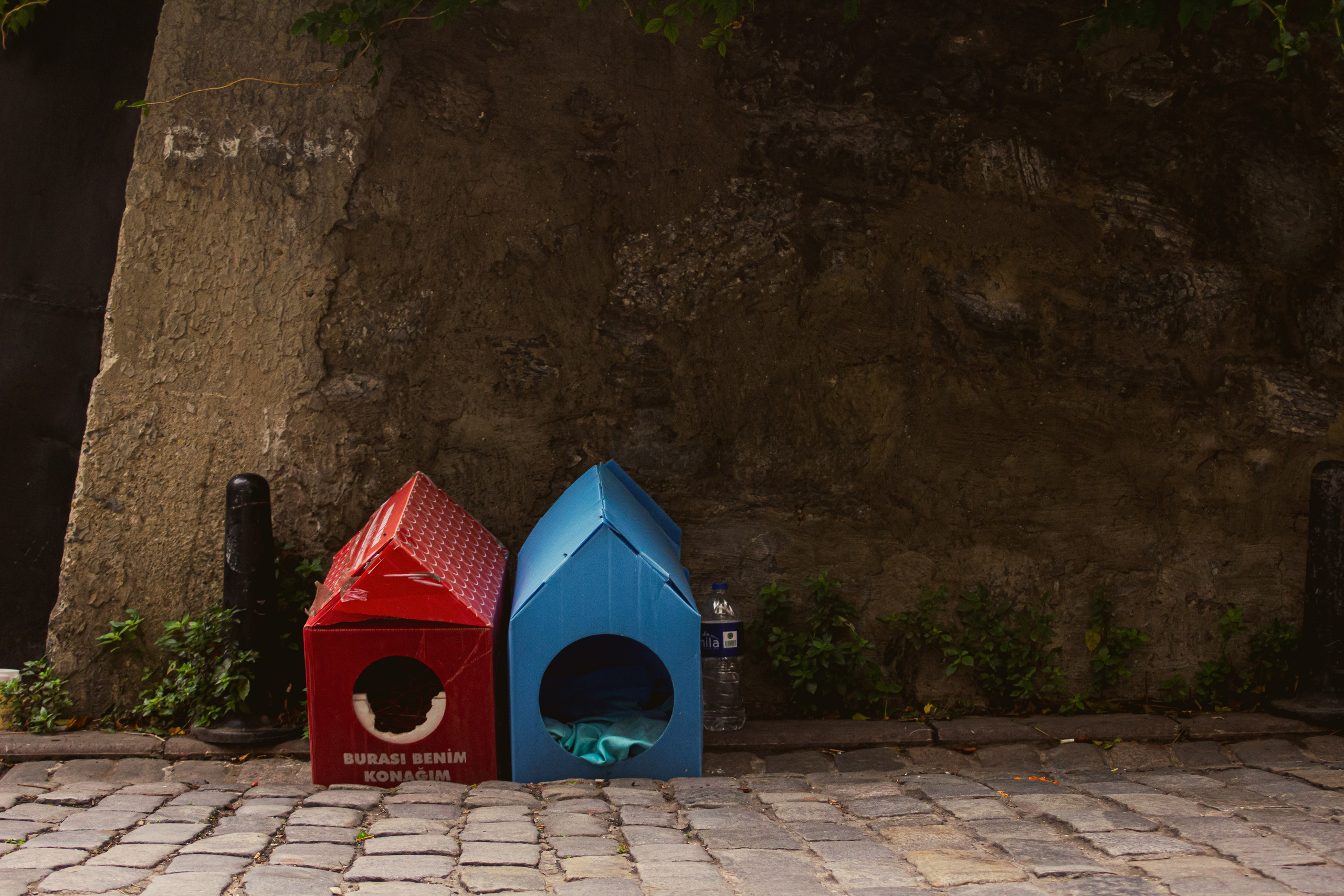 Животные. Фотограф Москва, портрет, стрит, репортаж. Художественная фотосессия