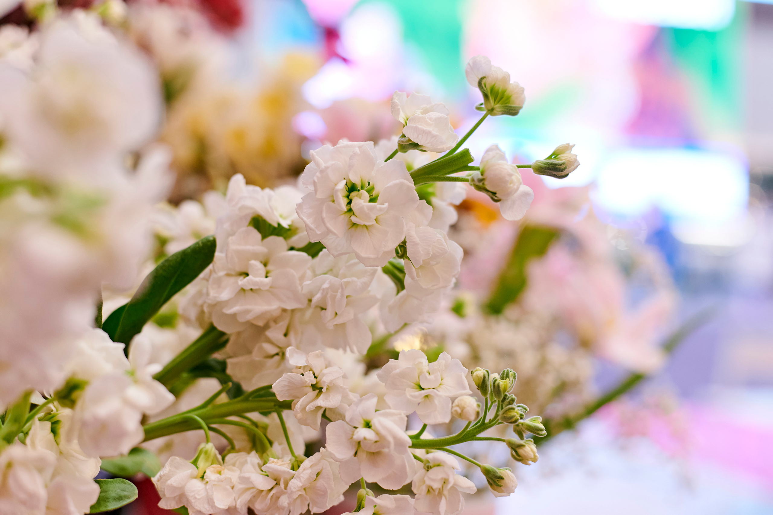 Mega Beauty Day. Фотограф Постольник Дарья