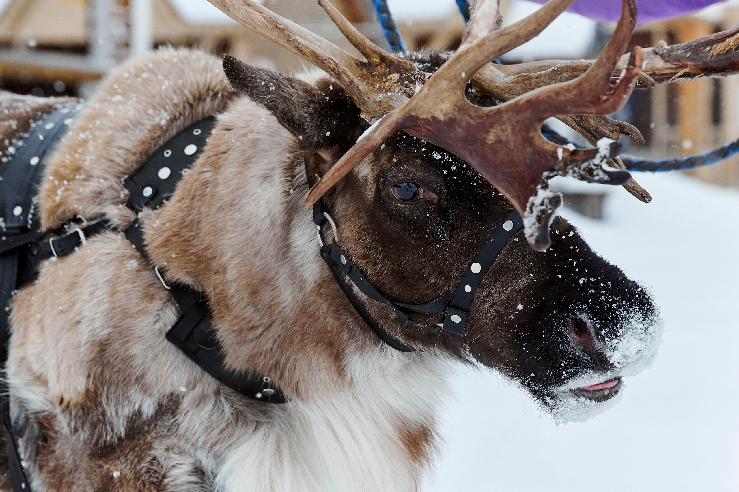 Зимний праздник для Нипигормаш. Фотограф Постольник Дарья
