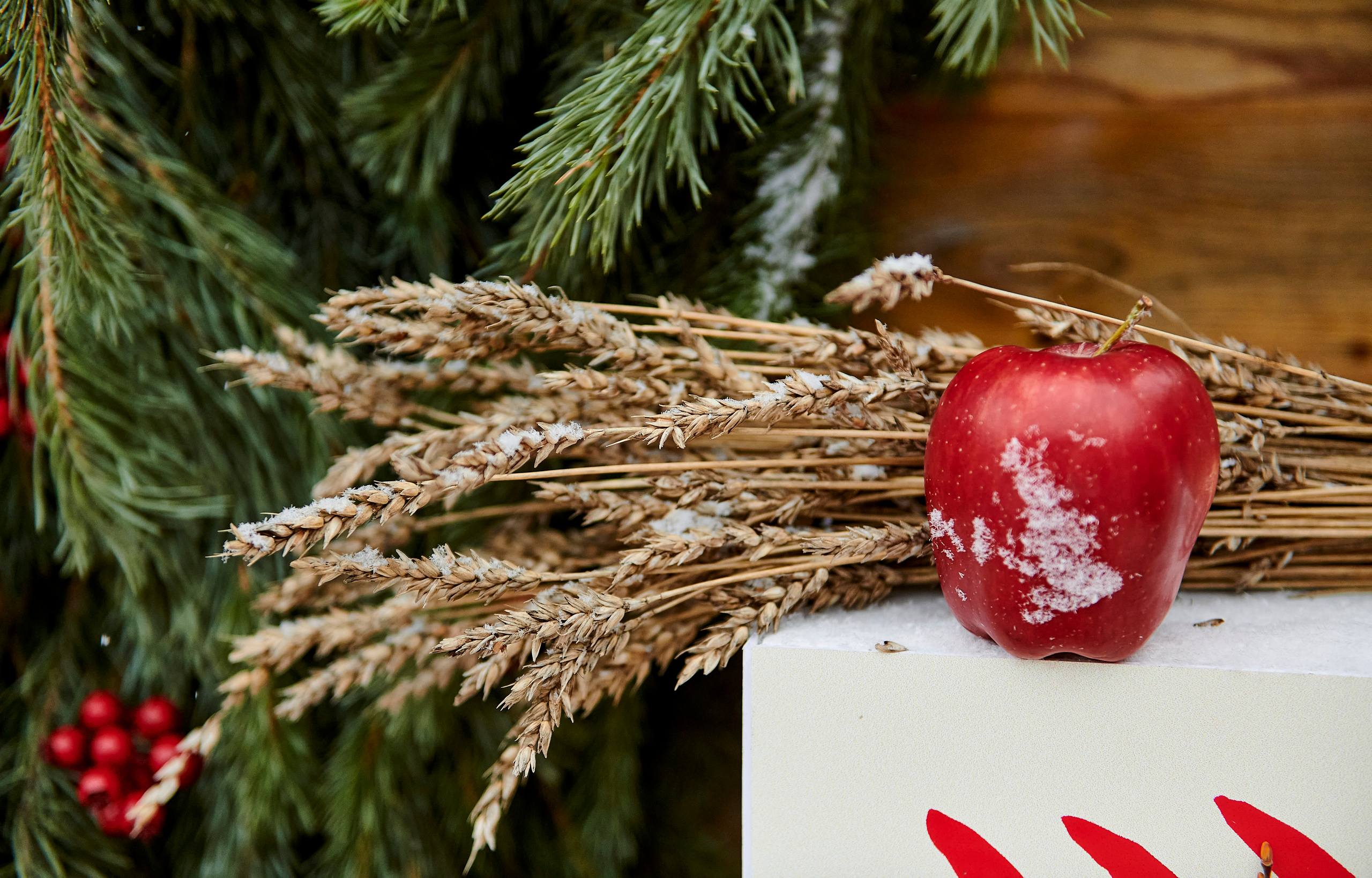 Зимний праздник для Нипигормаш. Фотограф Постольник Дарья