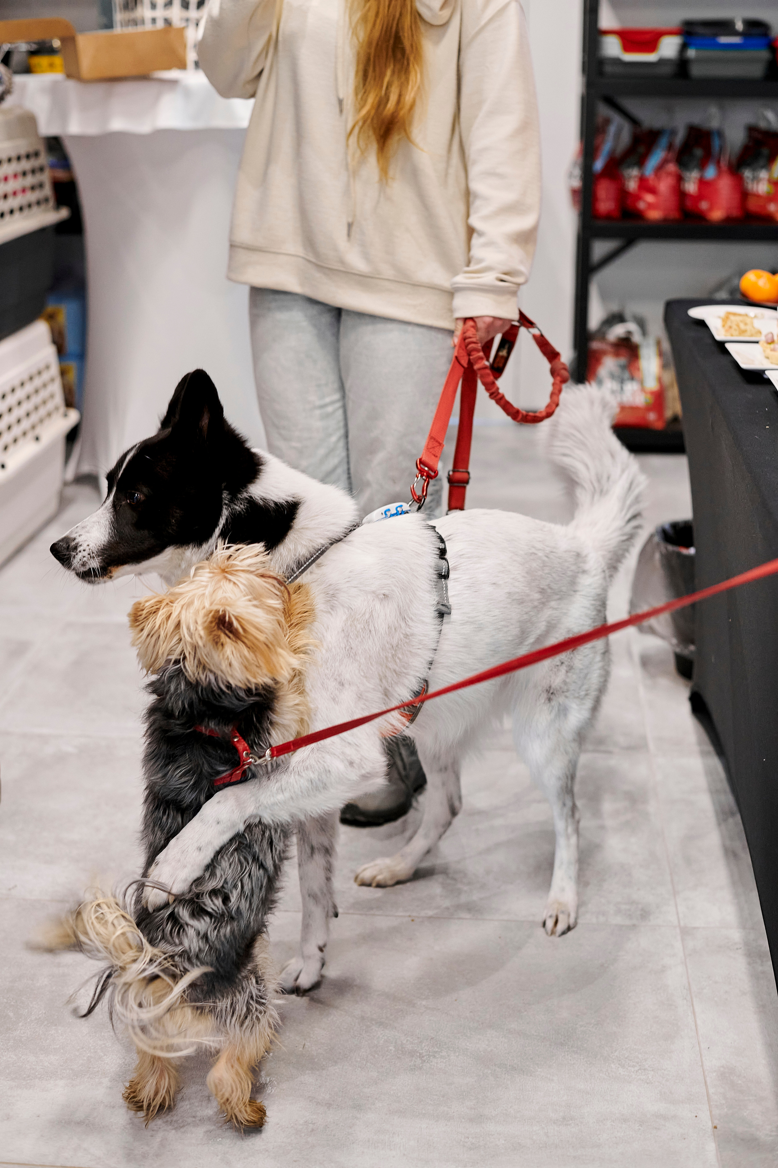 Открытие салона-магазина для животных People & Pets. Фотограф Постольник Дарья