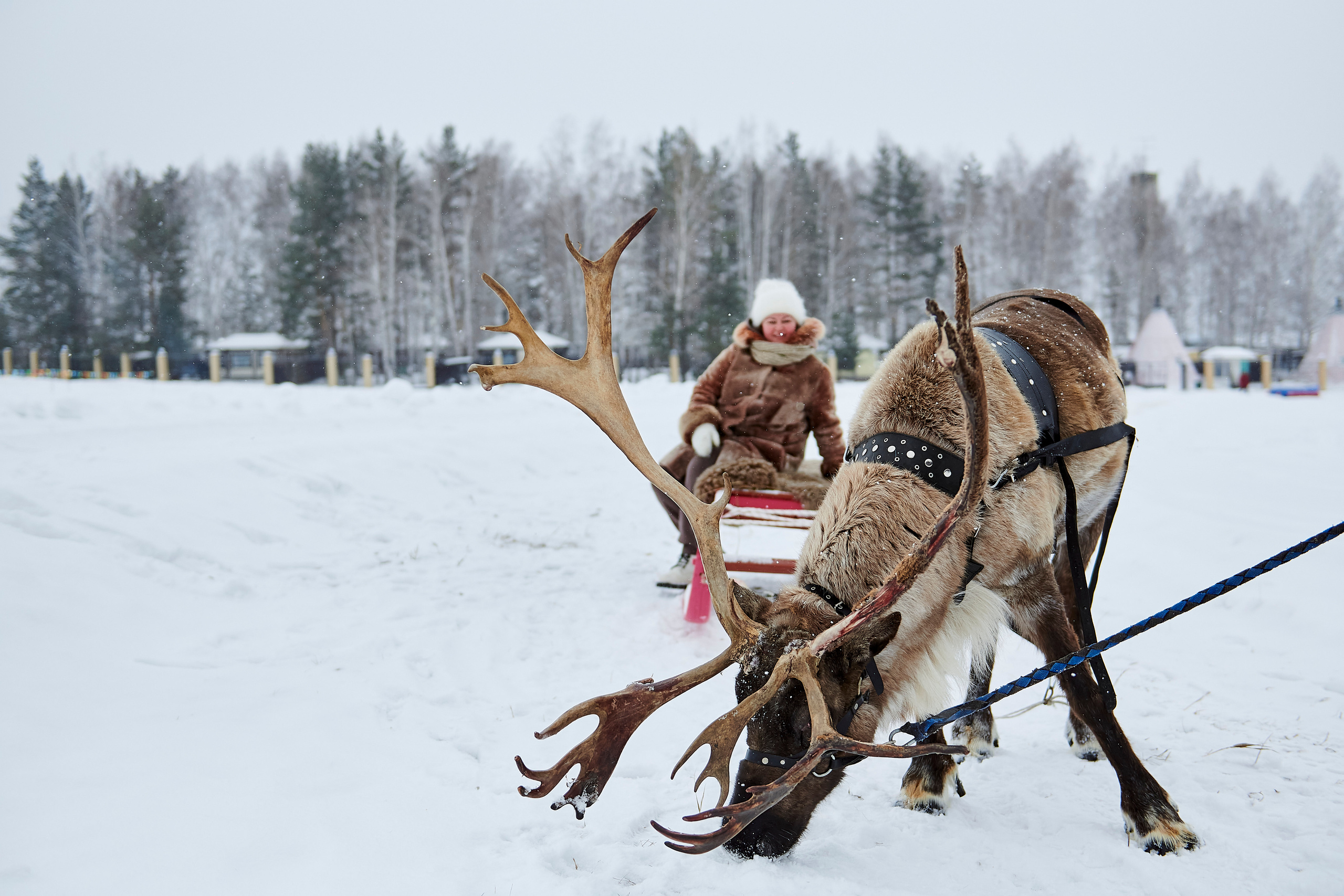 Зимний праздник для Нипигормаш. Фотограф Постольник Дарья
