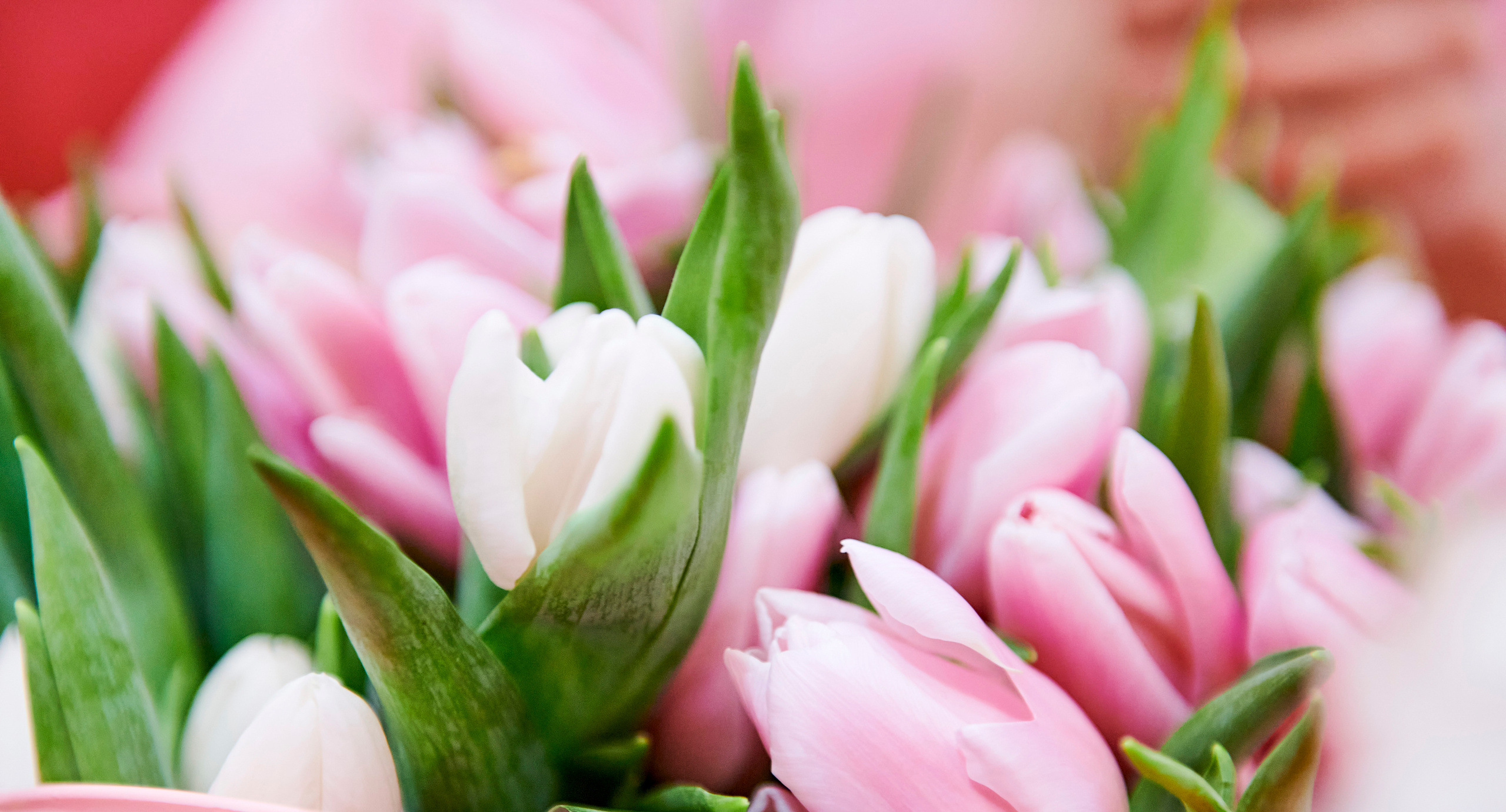 Mega Beauty Day. Фотограф Постольник Дарья