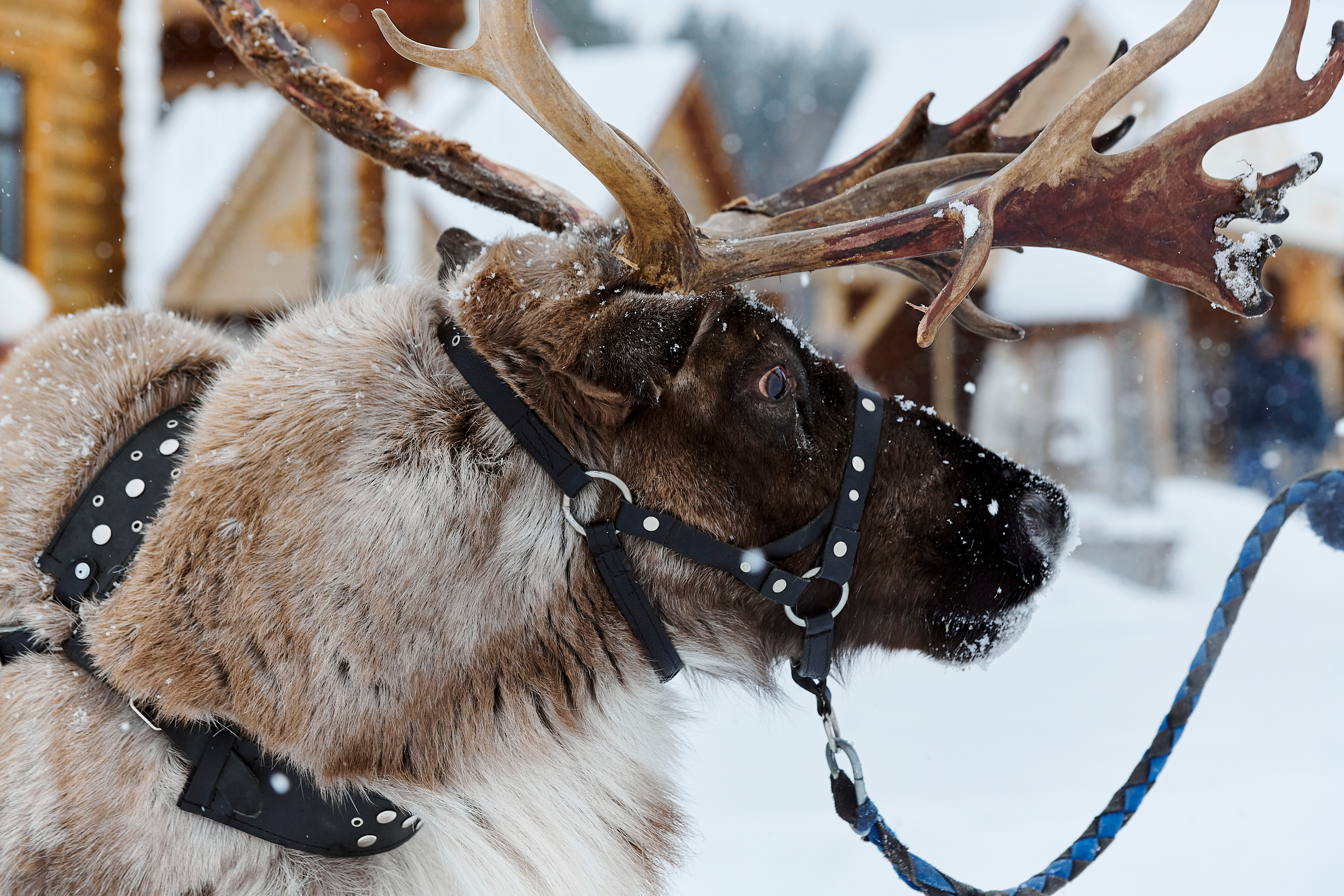 Зимний праздник для Нипигормаш. Фотограф Постольник Дарья