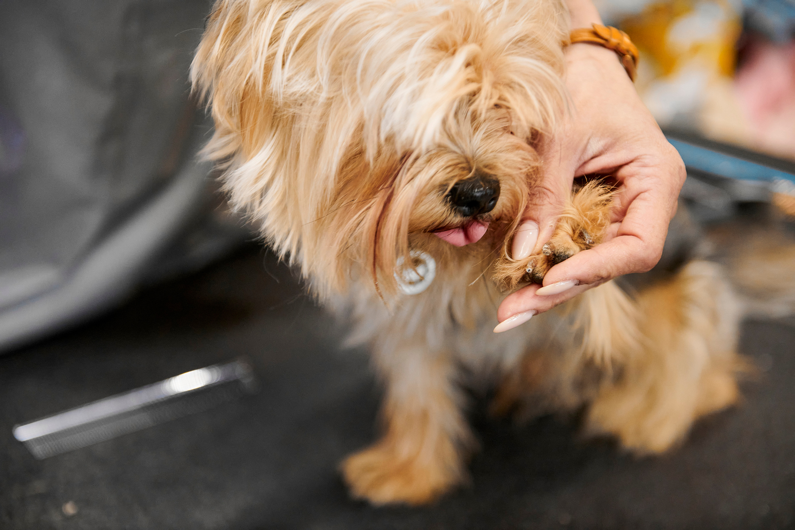 Открытие салона-магазина для животных People & Pets. Фотограф Постольник Дарья