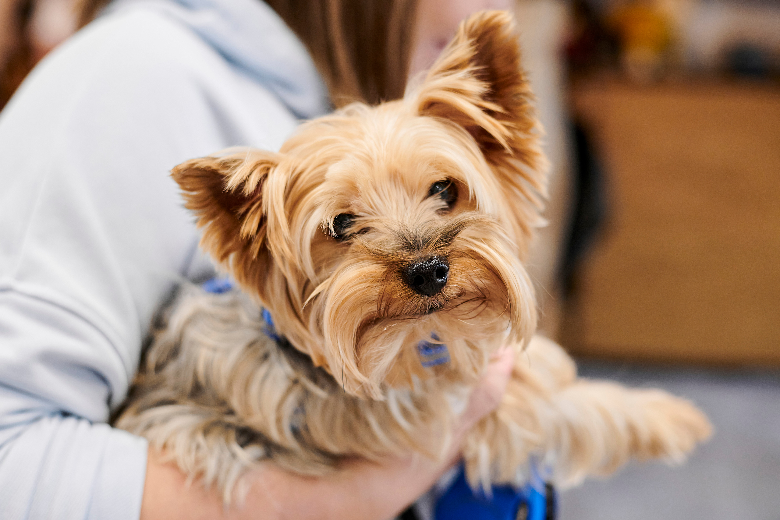 Открытие салона-магазина для животных People & Pets. Фотограф Постольник Дарья