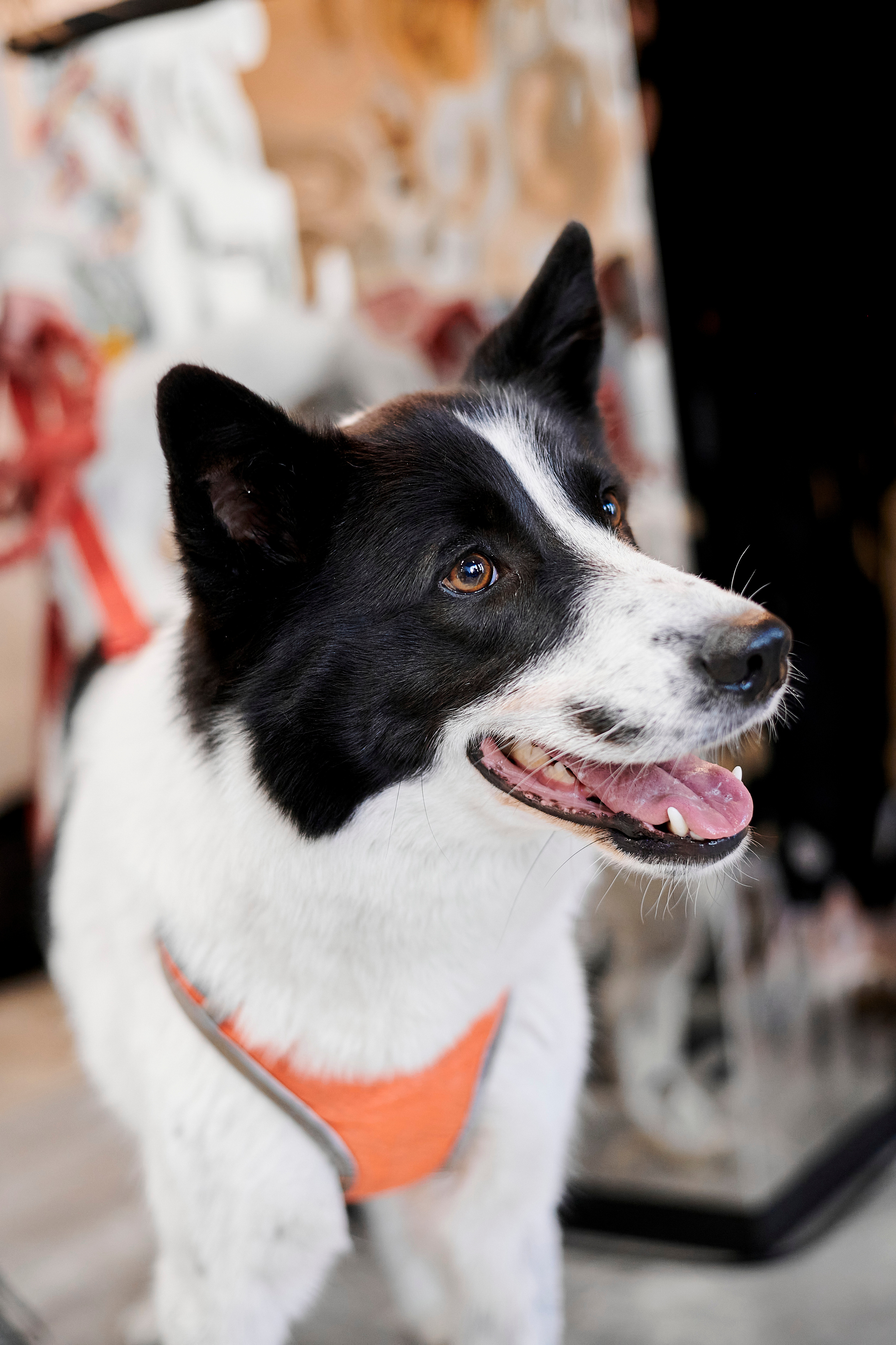 Открытие салона-магазина для животных People & Pets. Фотограф Постольник Дарья