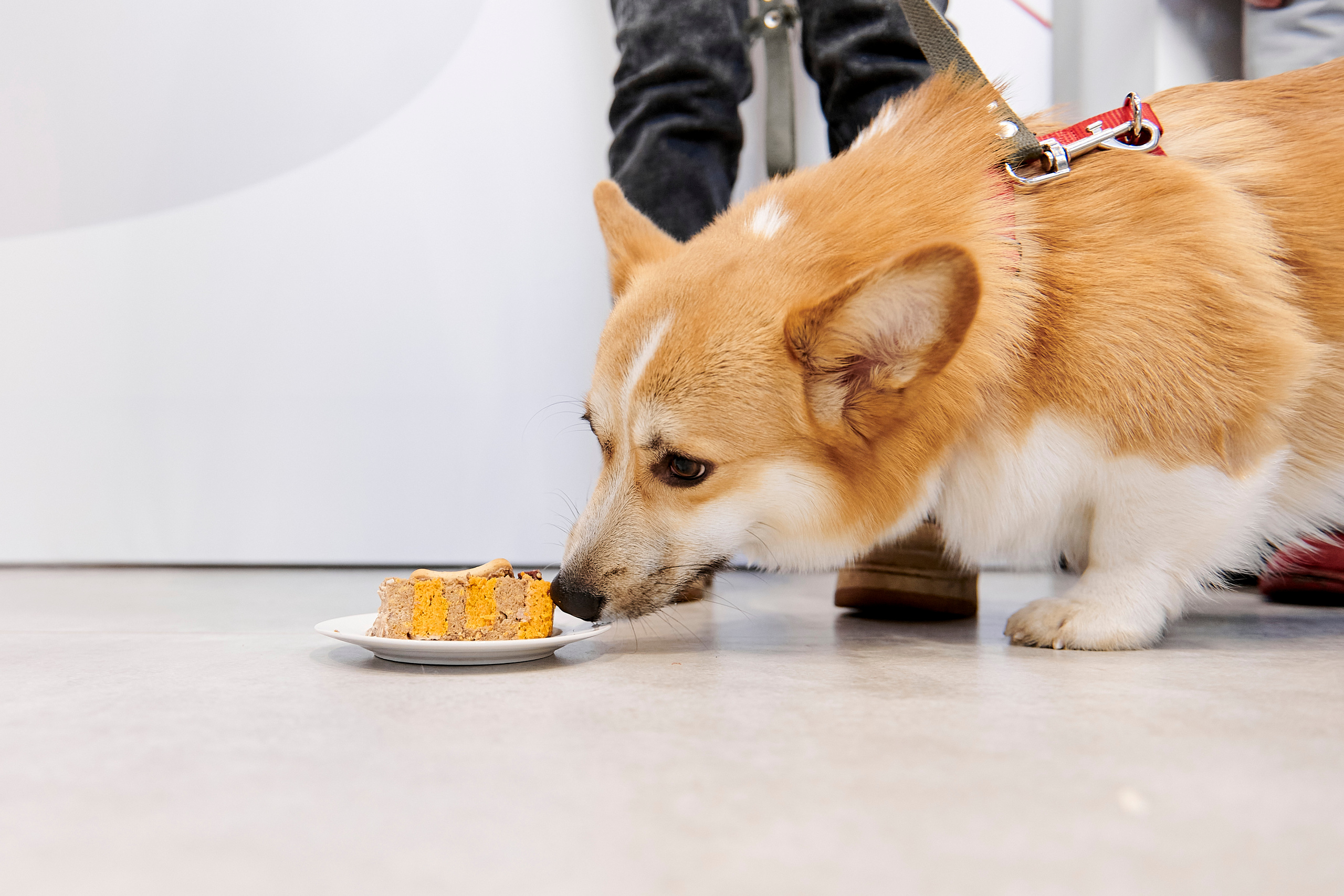 Открытие салона-магазина для животных People & Pets. Фотограф Постольник Дарья