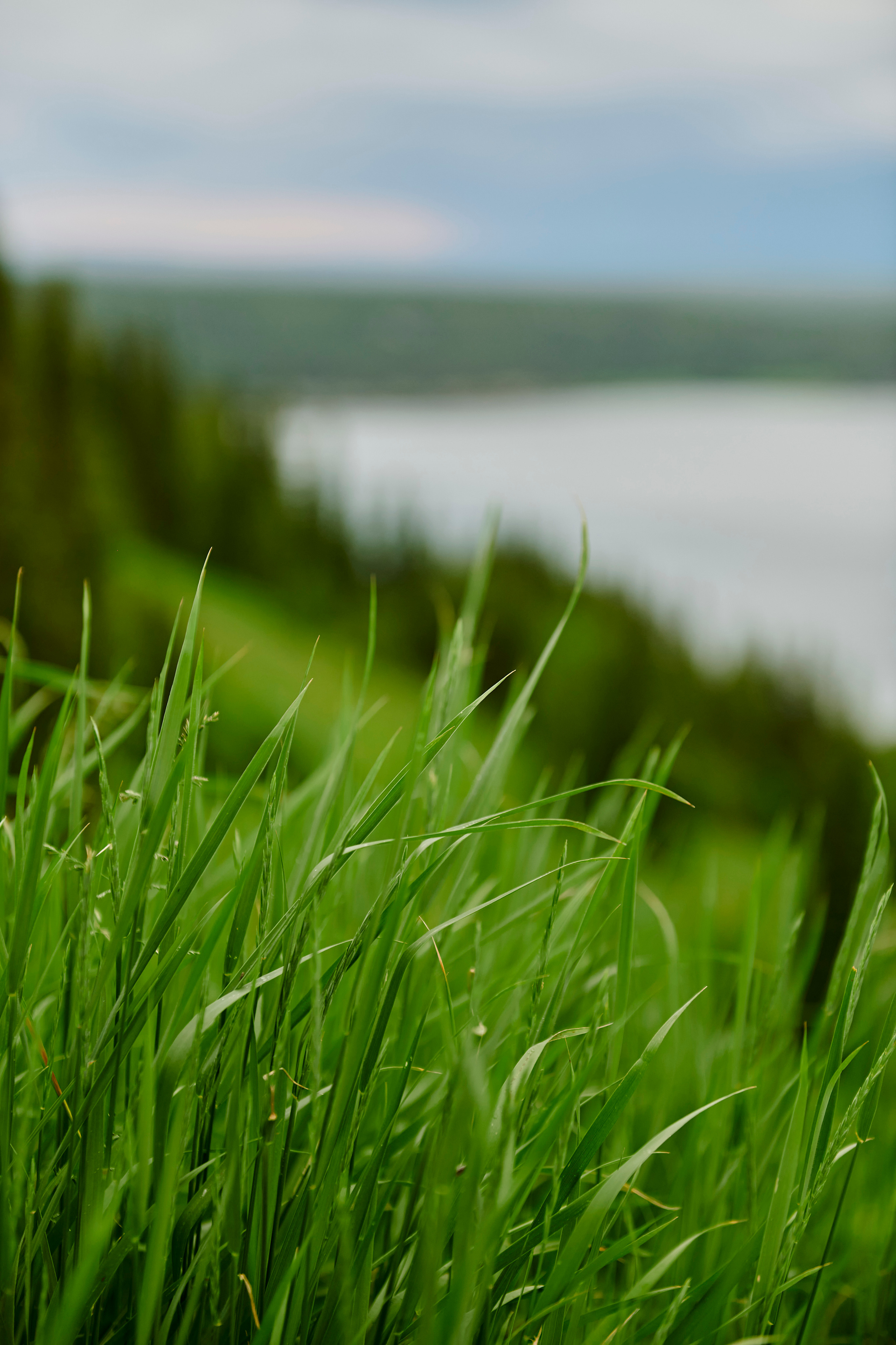 Летний ужин на природе с тремя шефами. Фотограф Постольник Дарья