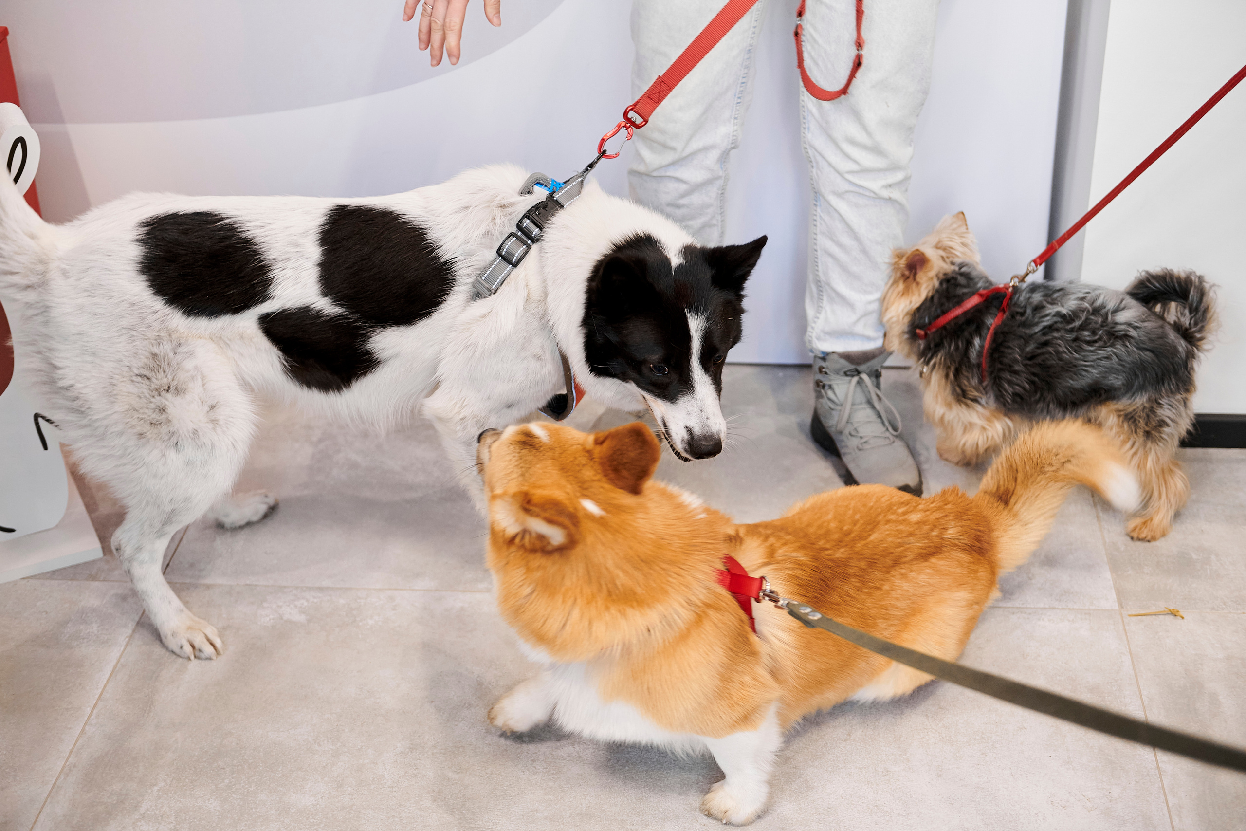 Открытие салона-магазина для животных People & Pets. Фотограф Постольник Дарья