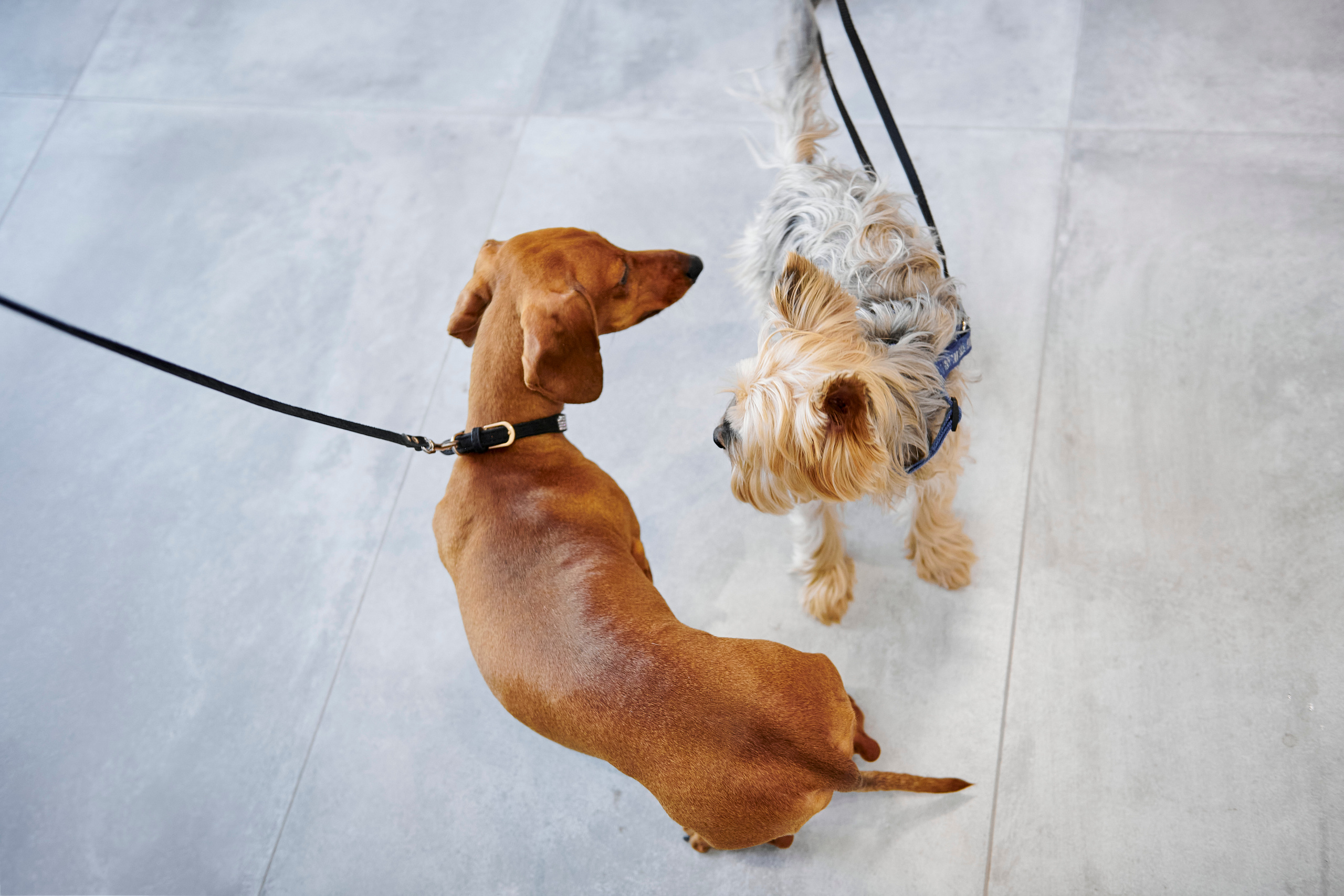 Открытие салона-магазина для животных People & Pets. Фотограф Постольник Дарья