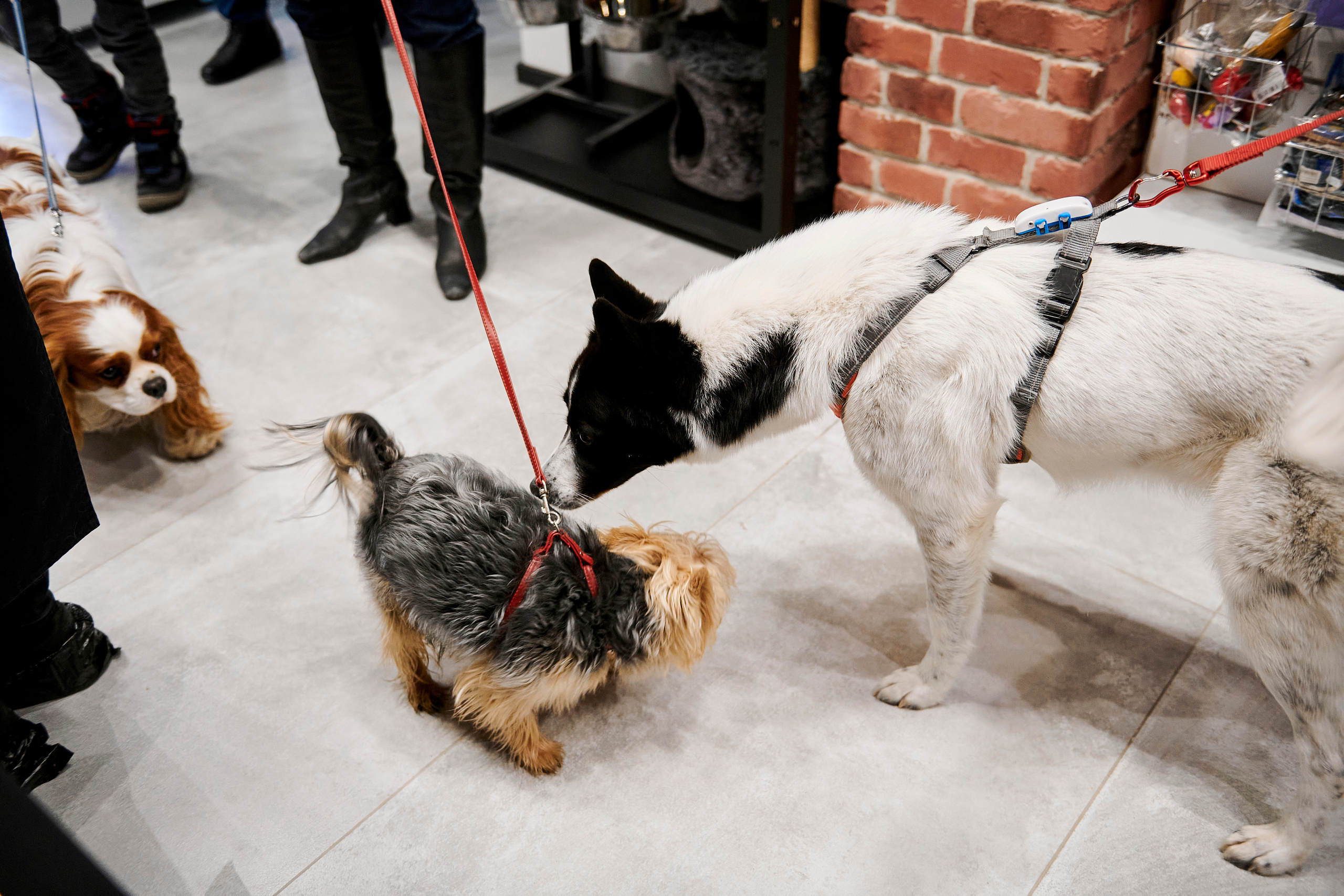 Открытие салона-магазина для животных People & Pets. Фотограф Постольник Дарья