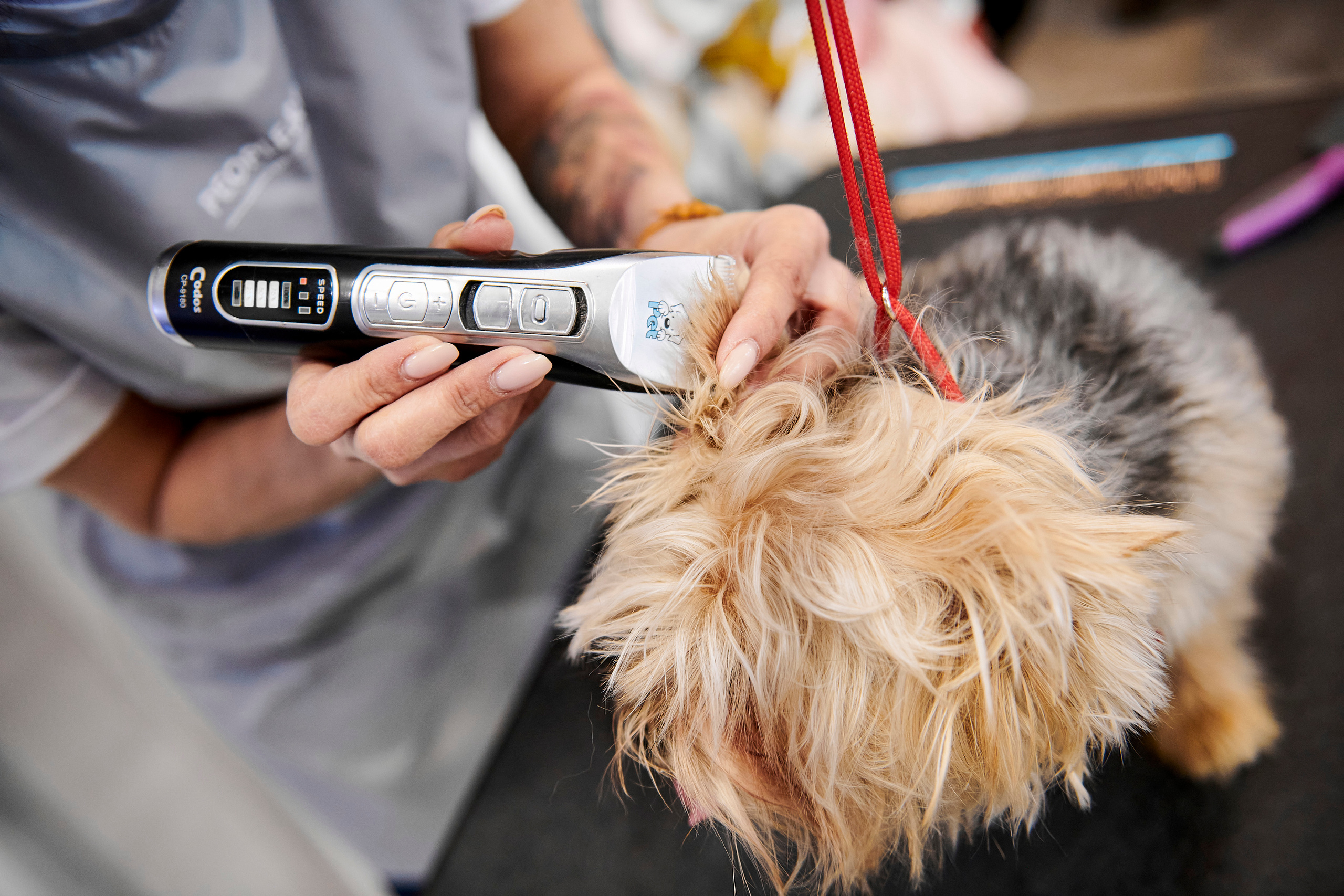 Открытие салона-магазина для животных People & Pets. Фотограф Постольник Дарья