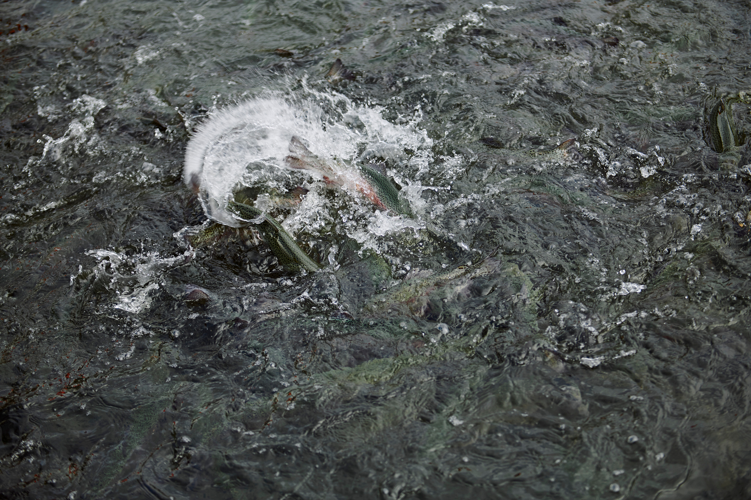 Летний ужин на природе с тремя шефами. Фотограф Постольник Дарья