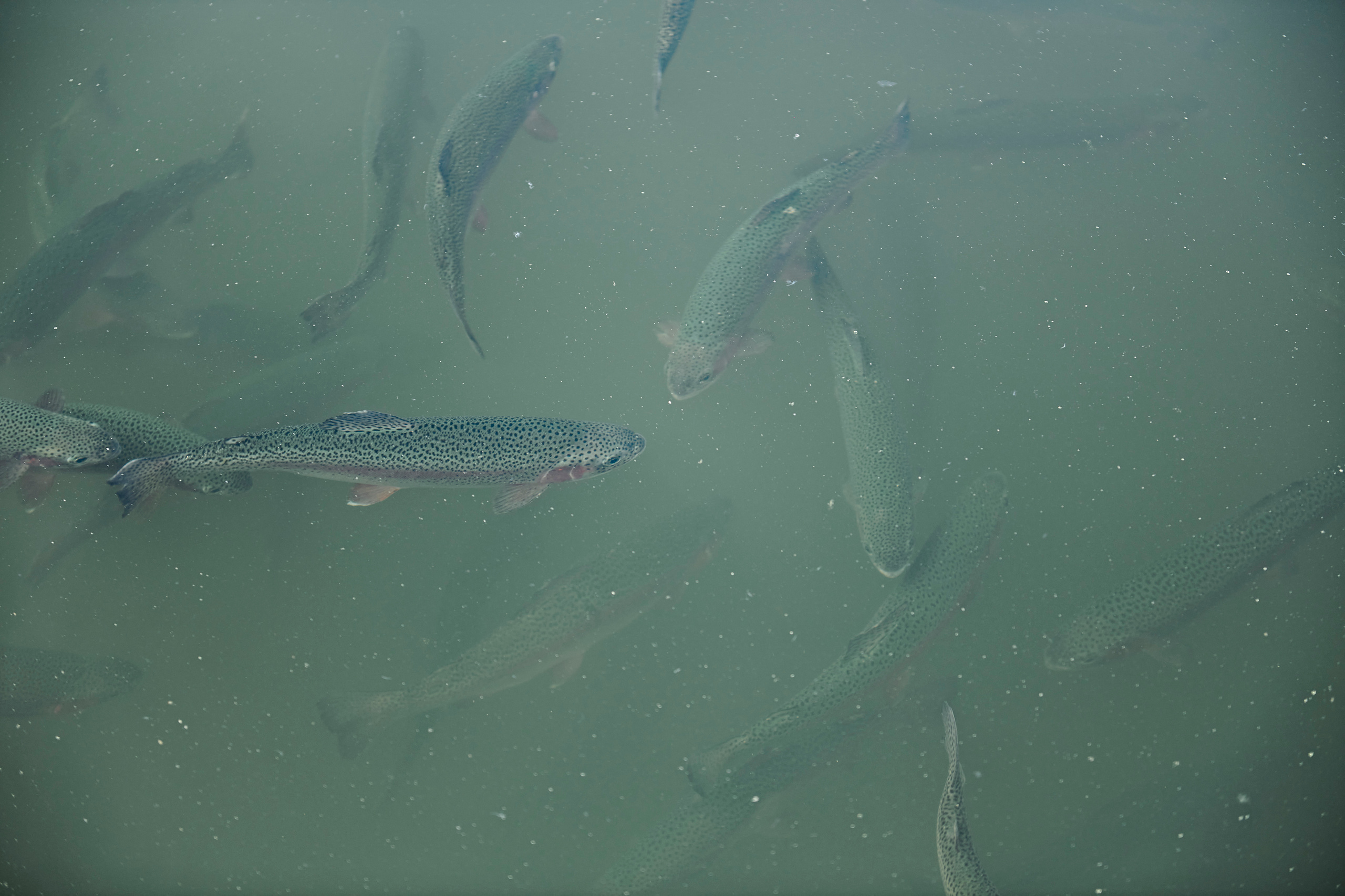 Летний ужин на природе с тремя шефами. Фотограф Постольник Дарья