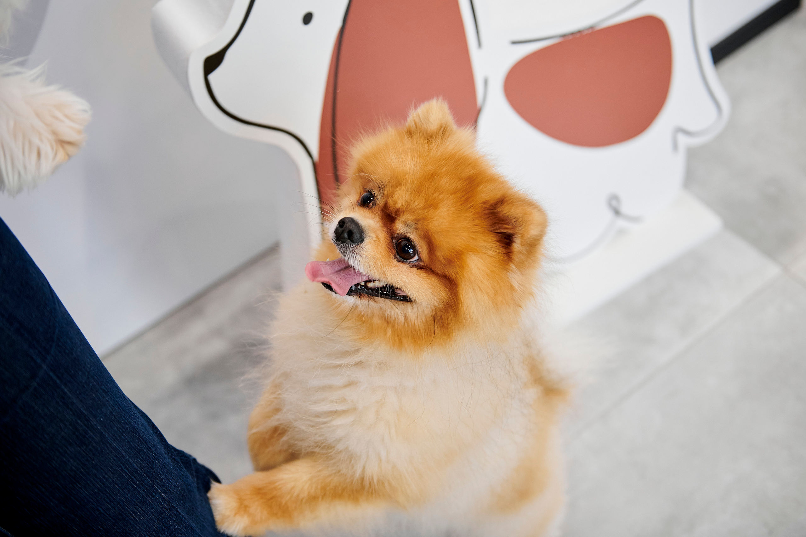 Открытие салона-магазина для животных People & Pets. Фотограф Постольник Дарья