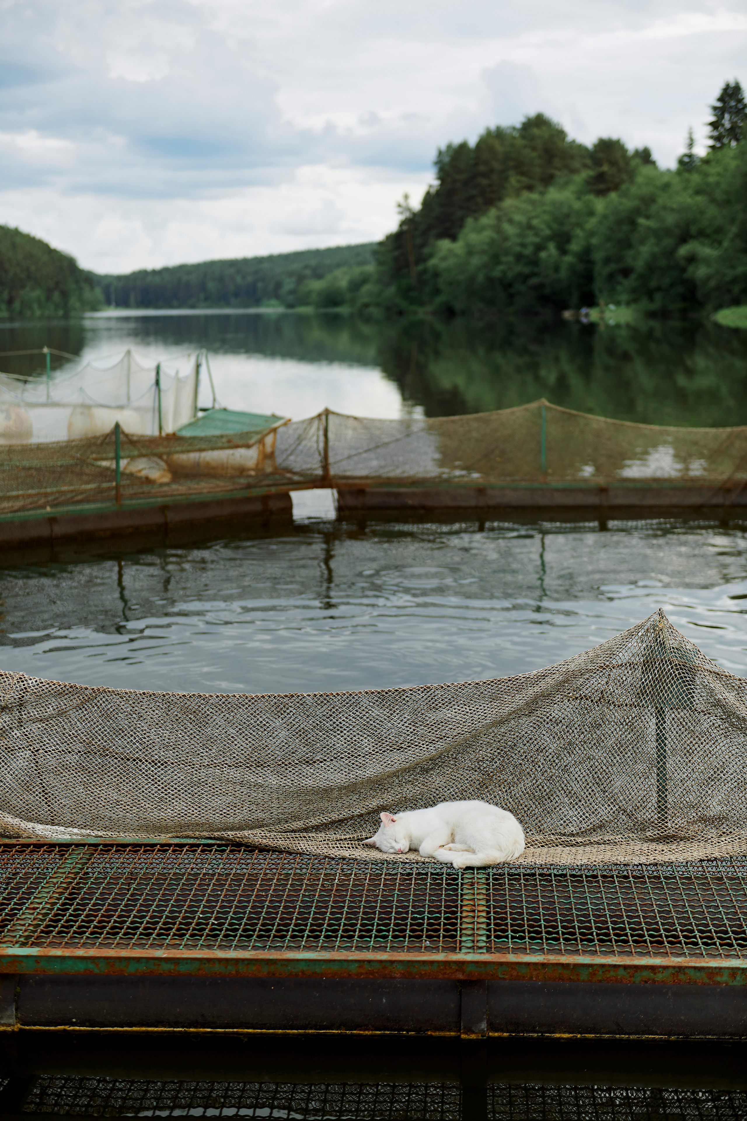 Летний ужин на природе с тремя шефами. Фотограф Постольник Дарья