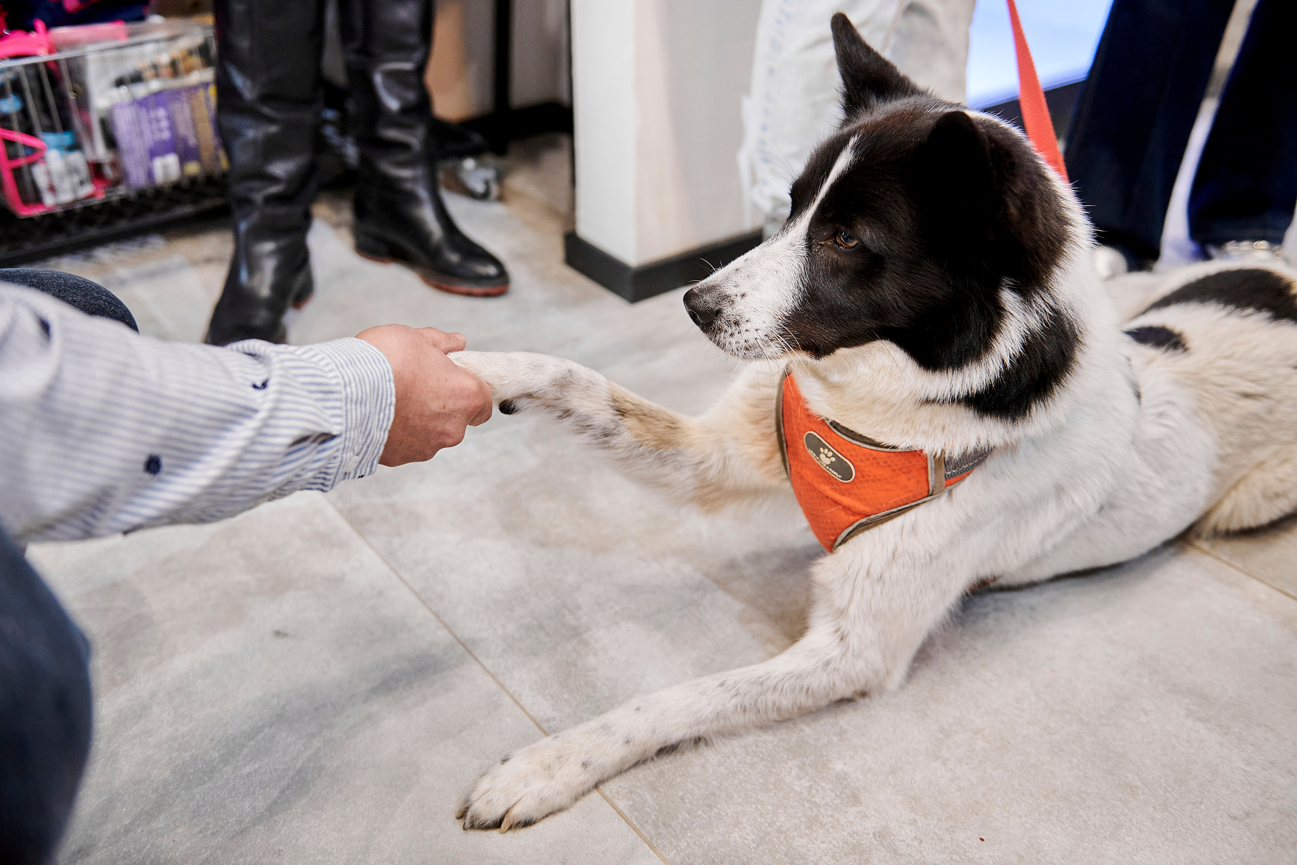 Открытие салона-магазина для животных People & Pets. Фотограф Постольник Дарья