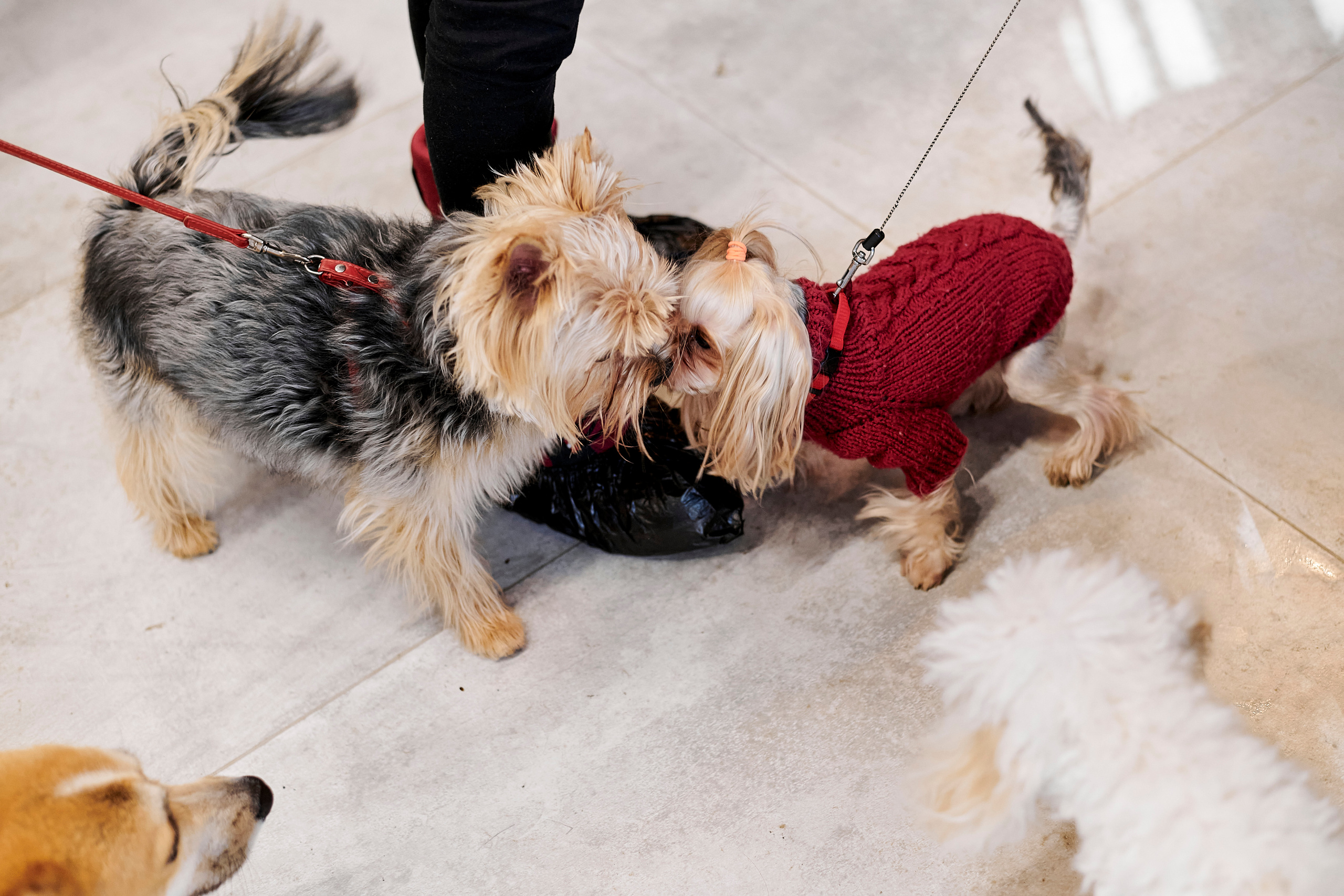 Открытие салона-магазина для животных People & Pets. Фотограф Постольник Дарья