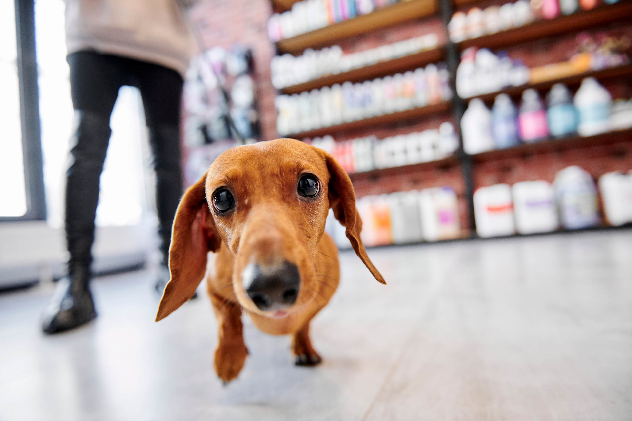 Открытие салона-магазина для животных People & Pets. Фотограф Постольник Дарья