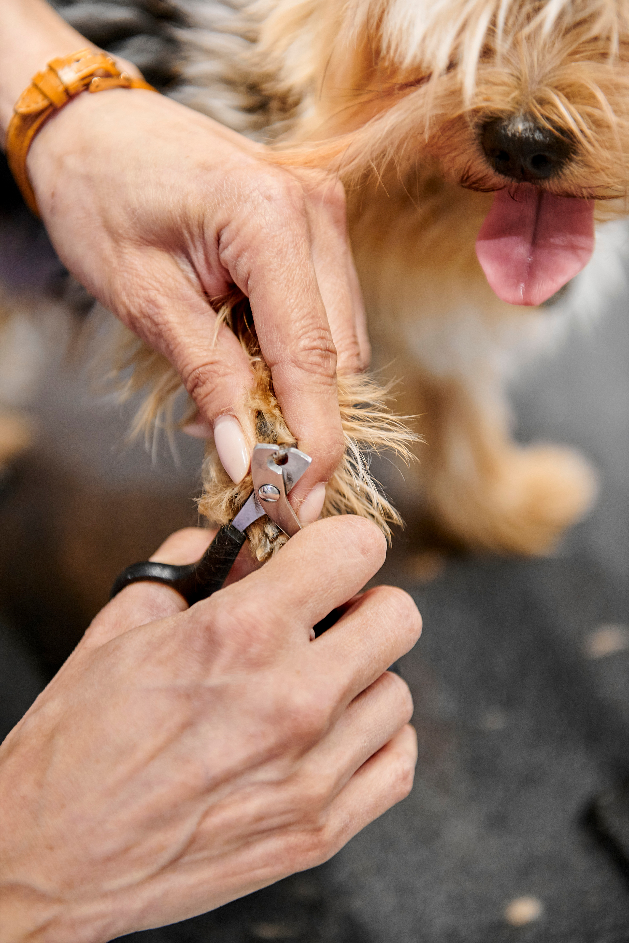 Открытие салона-магазина для животных People & Pets. Фотограф Постольник Дарья