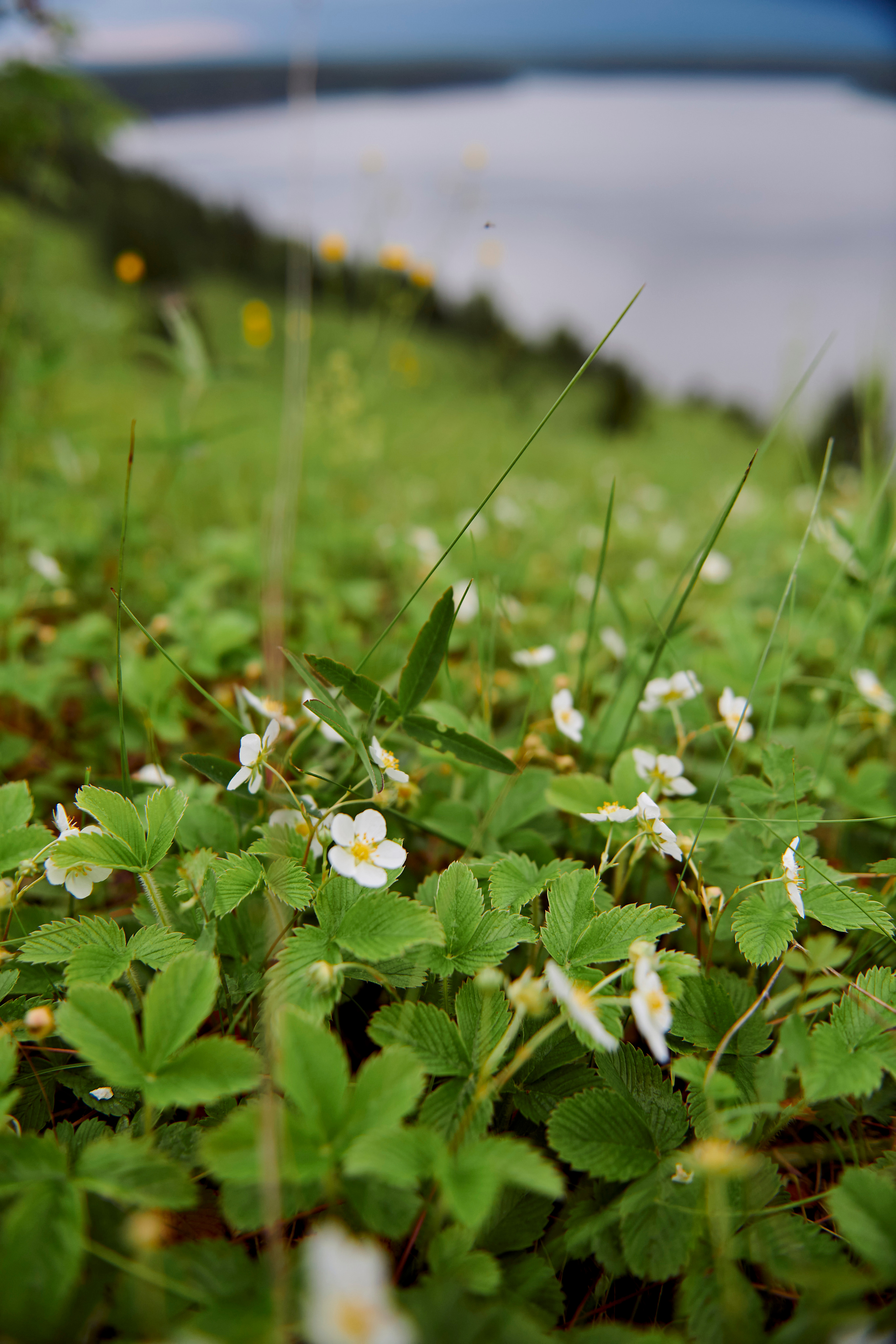 Летний ужин на природе с тремя шефами. Фотограф Постольник Дарья