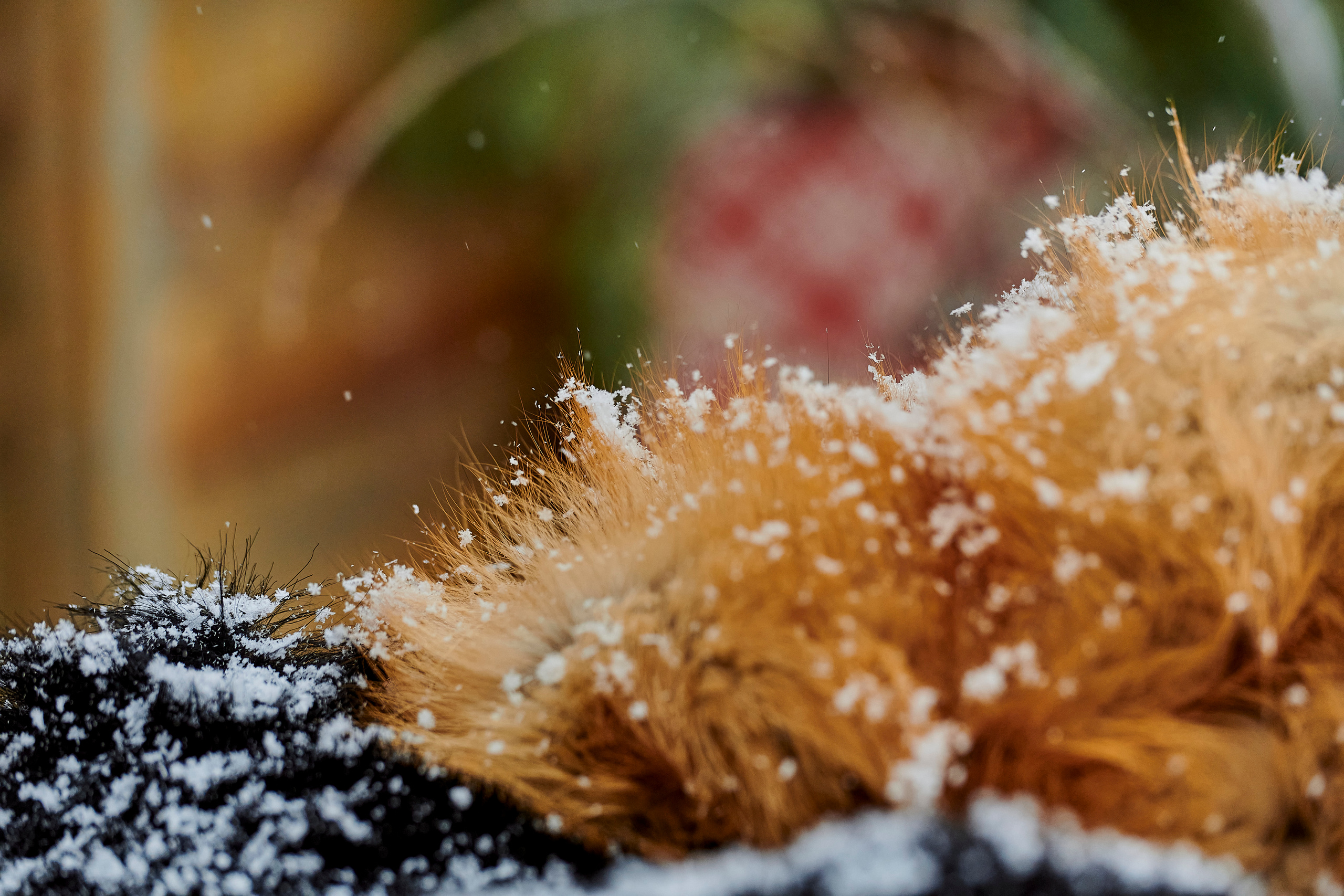 Зимний праздник для Нипигормаш. Фотограф Постольник Дарья
