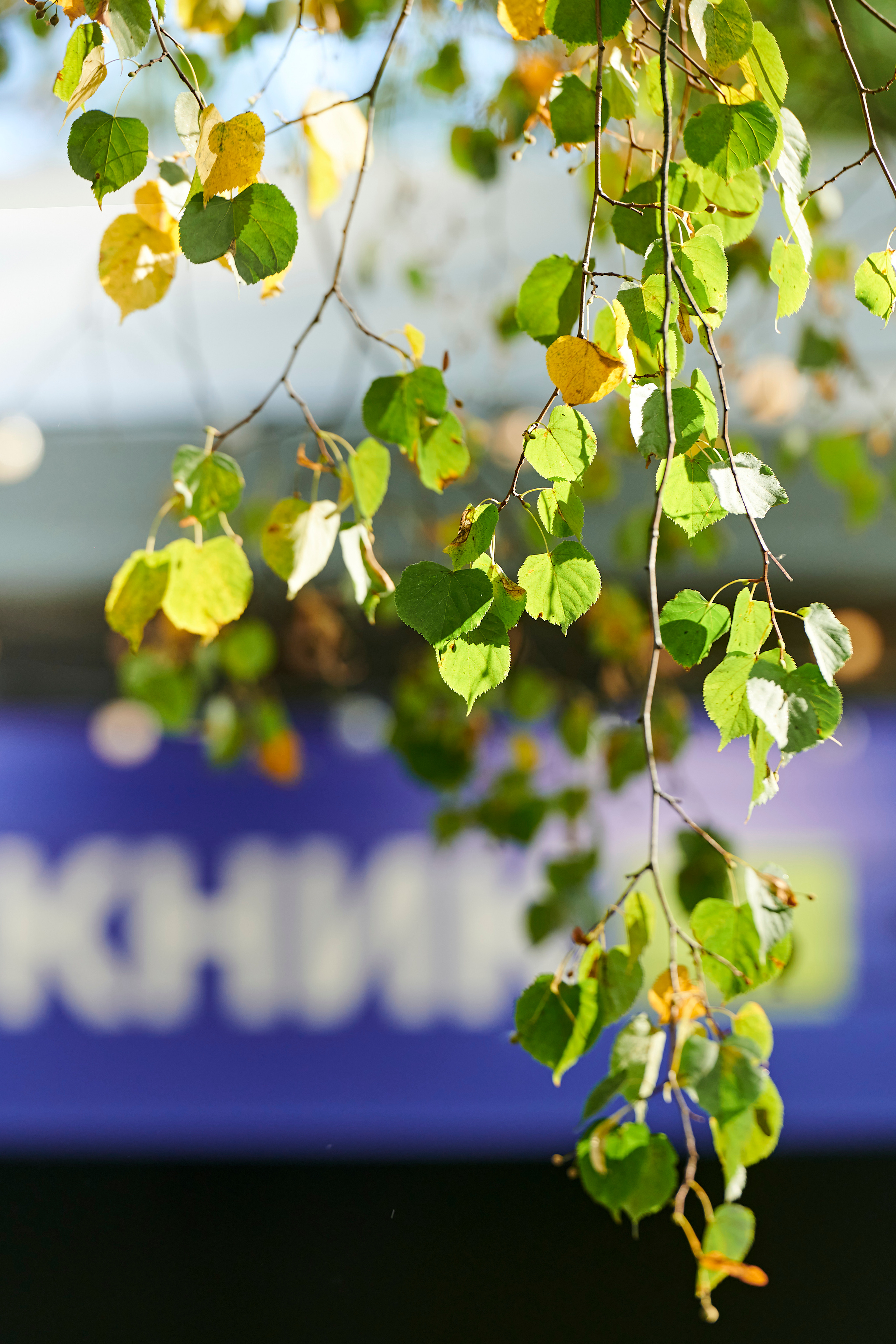 Пикник IT. Фотограф Постольник Дарья