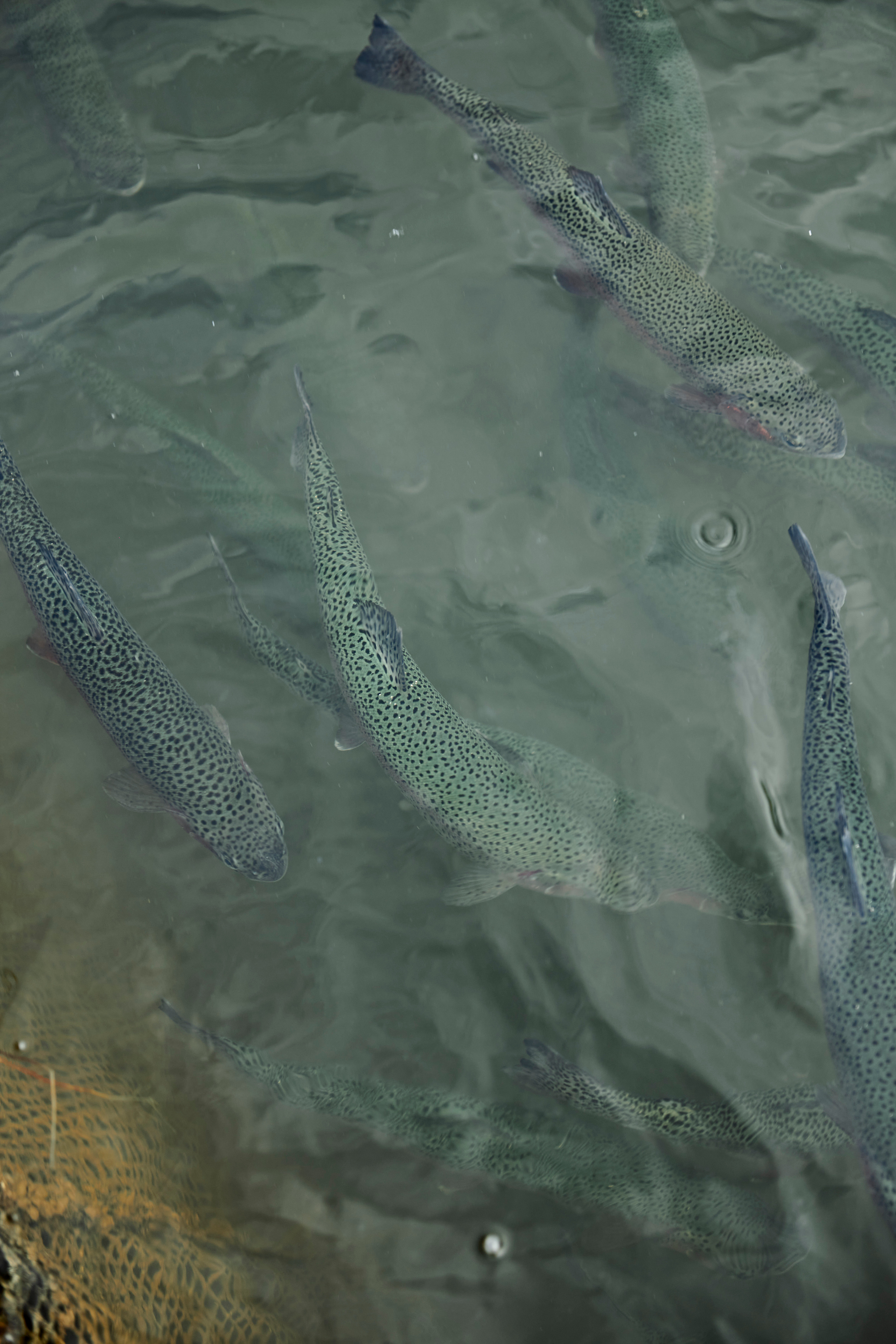 Летний ужин на природе с тремя шефами. Фотограф Постольник Дарья