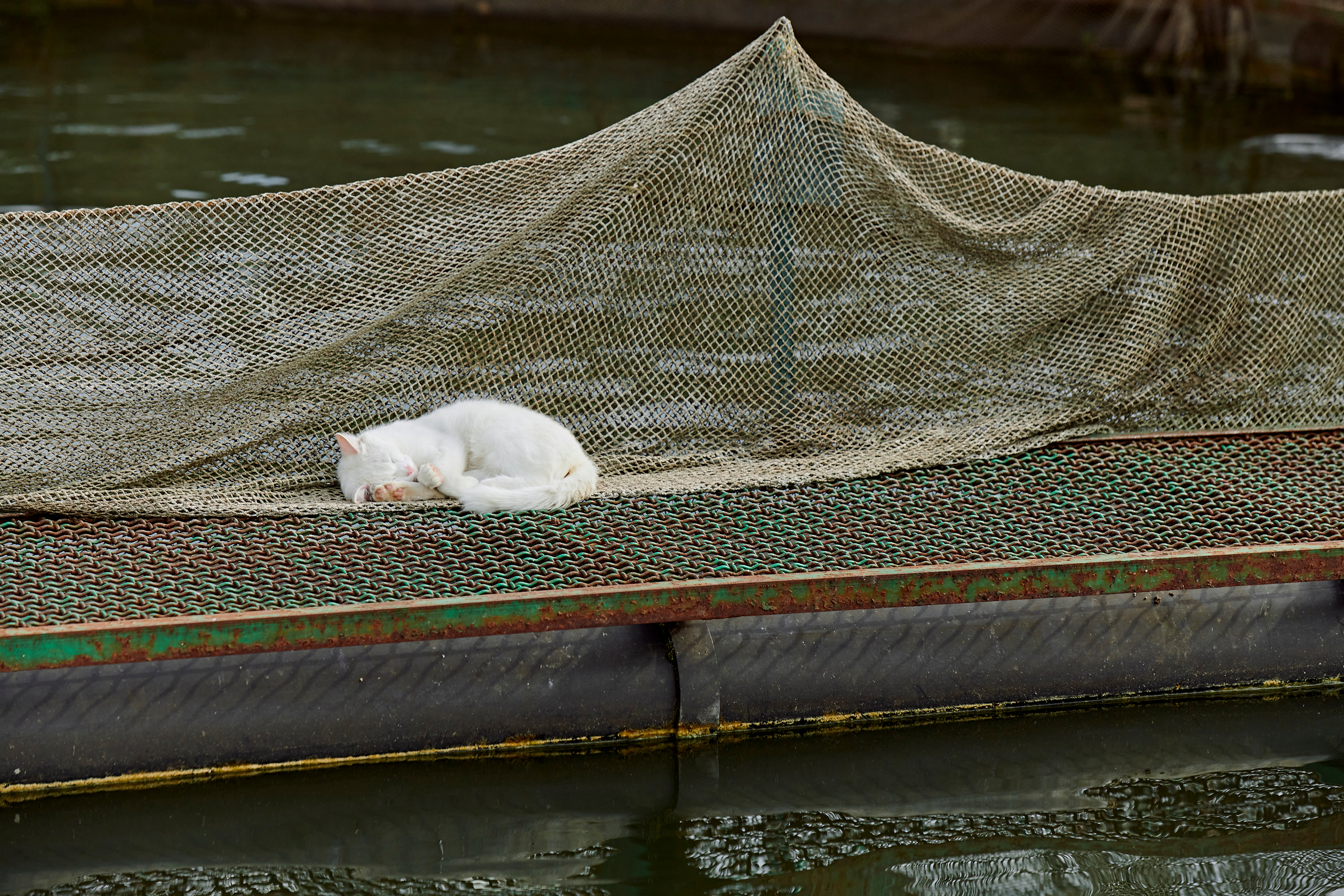Летний ужин на природе с тремя шефами. Фотограф Постольник Дарья