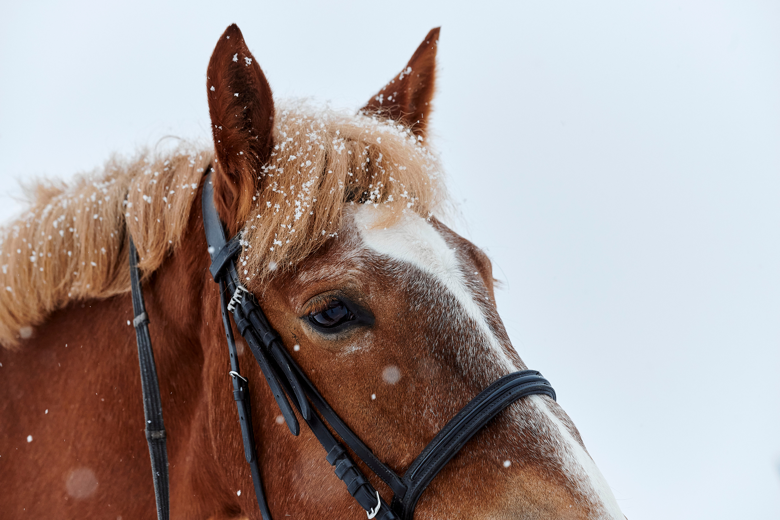 Зимний праздник для Нипигормаш. Фотограф Постольник Дарья