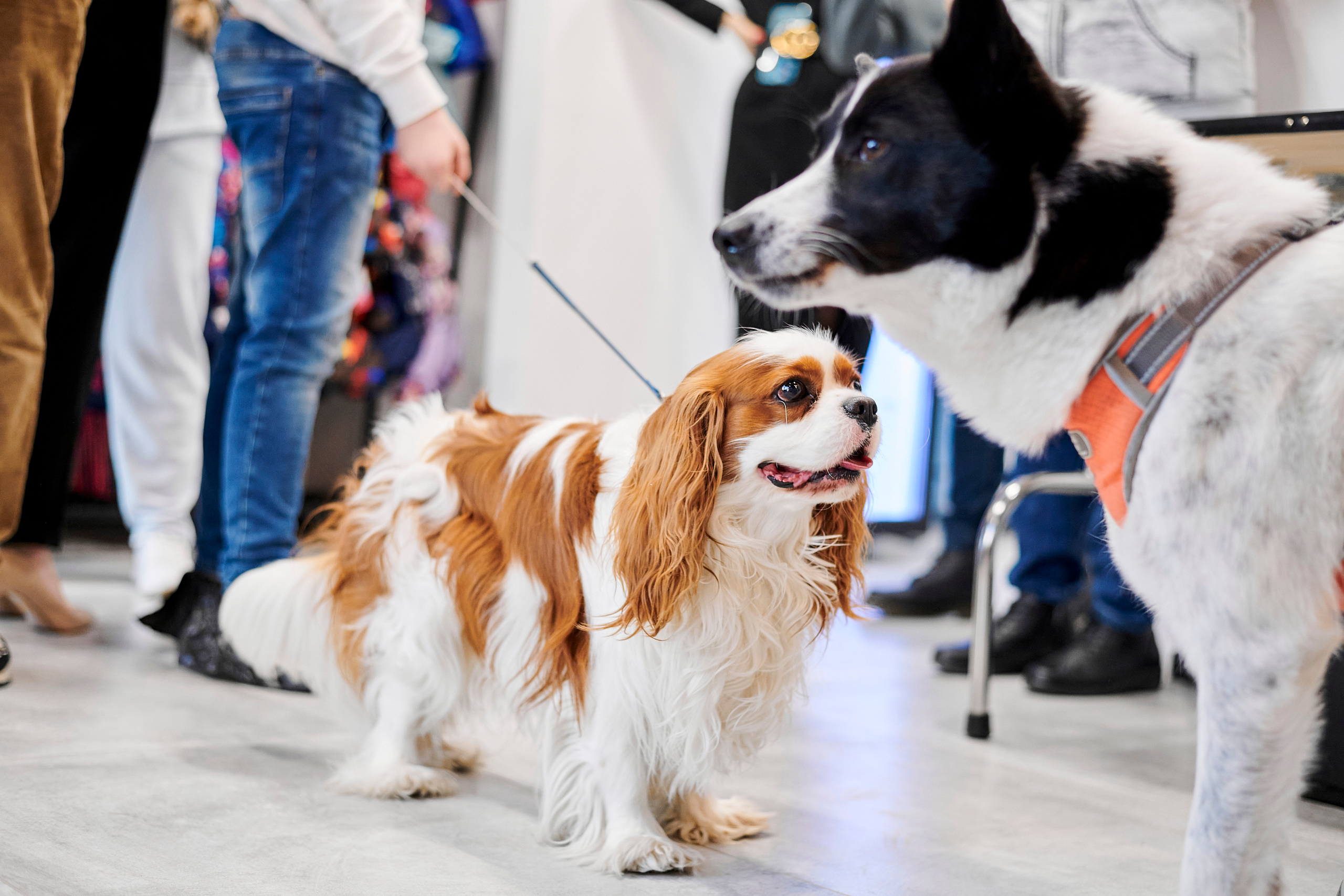 Открытие салона-магазина для животных People & Pets. Фотограф Постольник Дарья