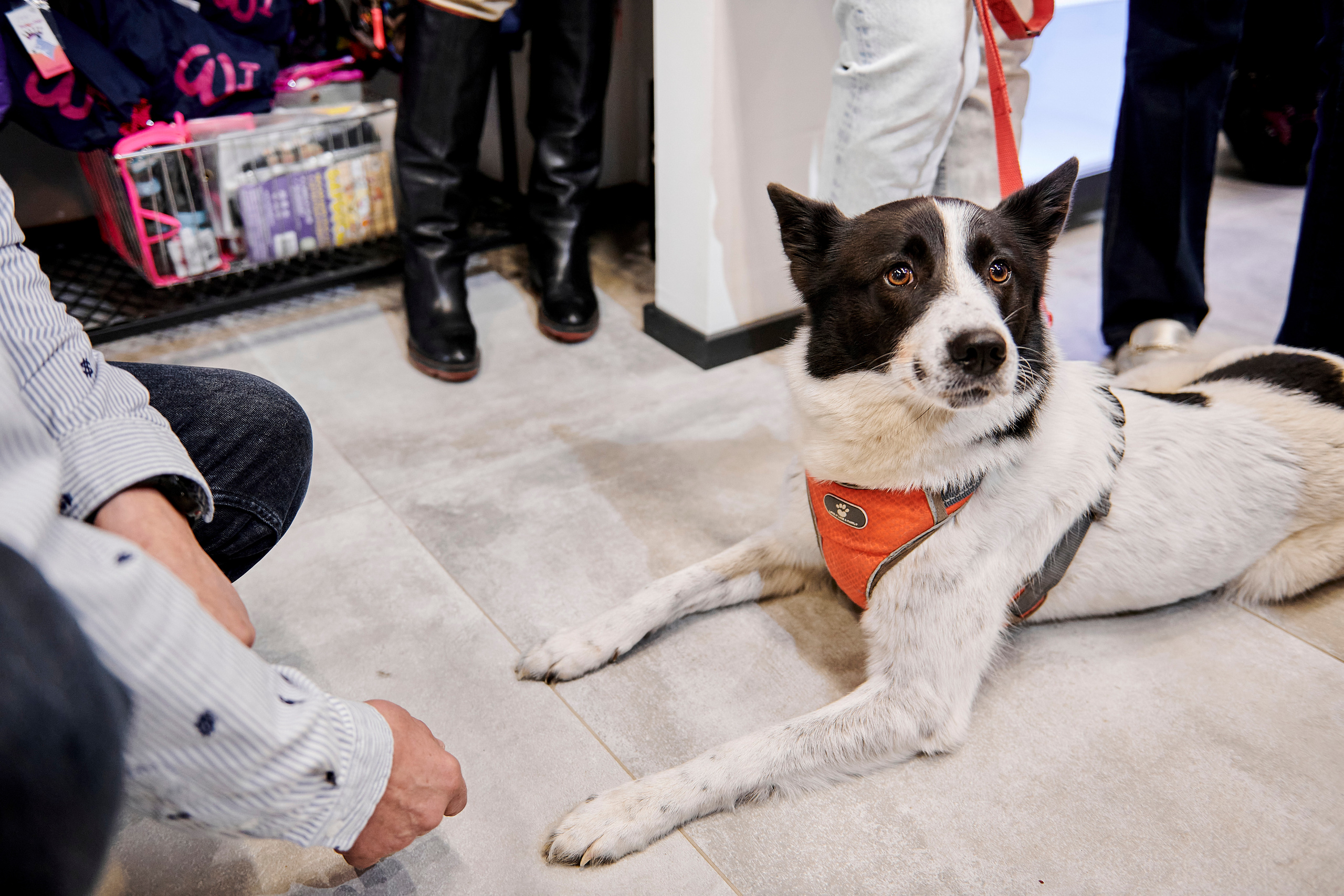 Открытие салона-магазина для животных People & Pets. Фотограф Постольник Дарья