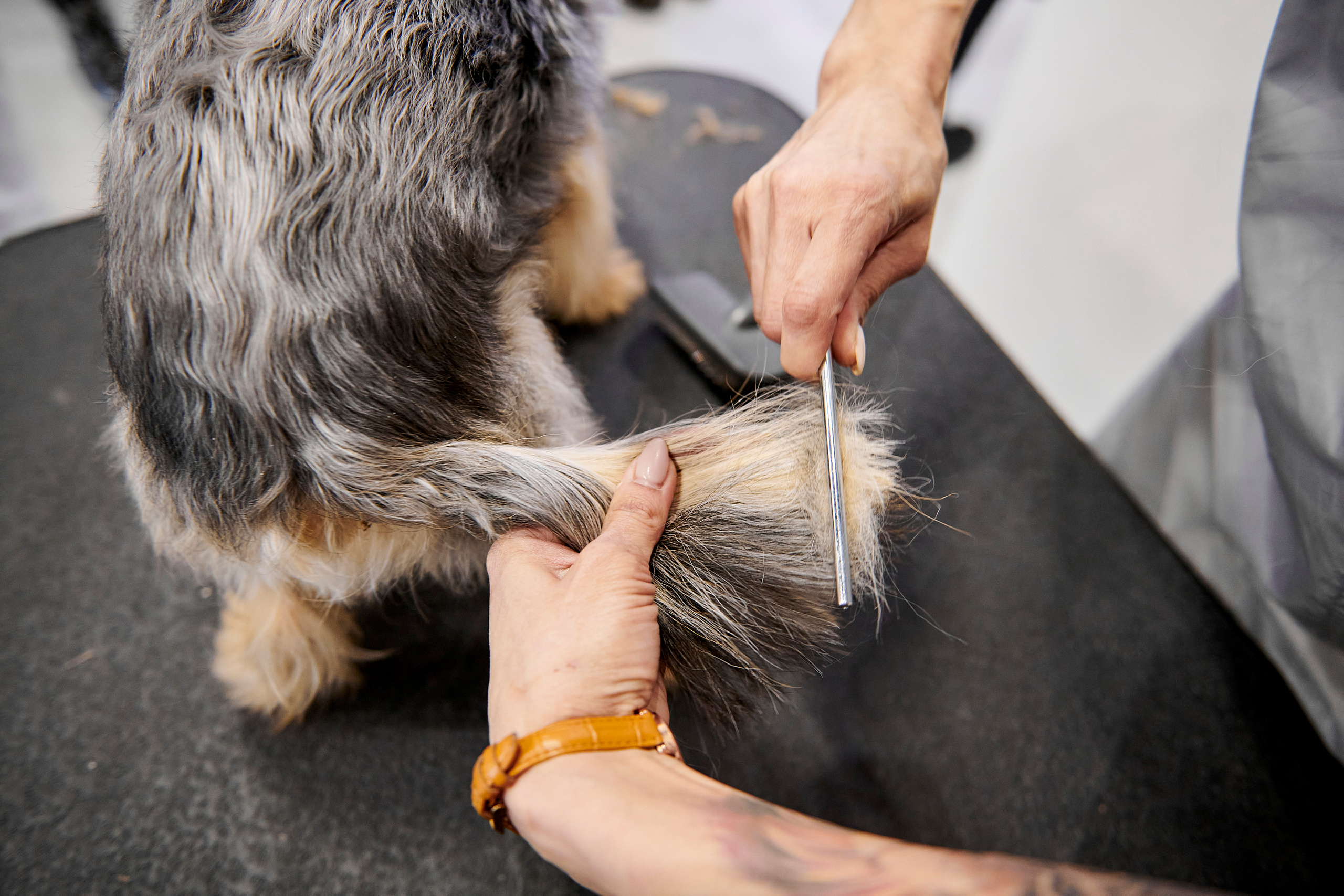 Открытие салона-магазина для животных People & Pets. Фотограф Постольник Дарья