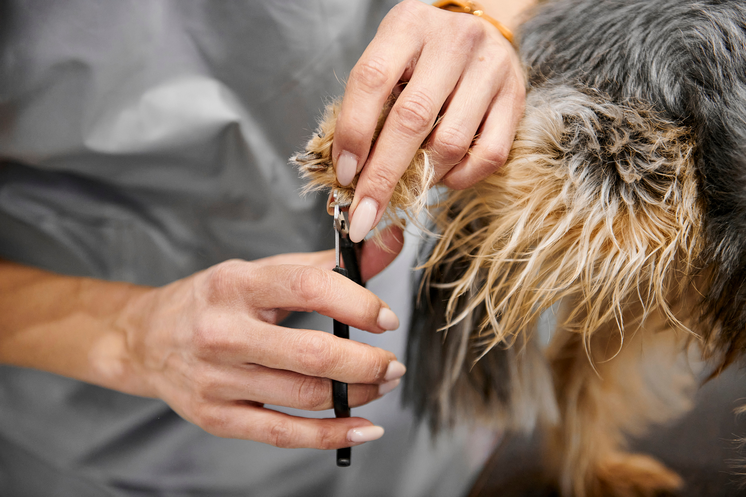 Открытие салона-магазина для животных People & Pets. Фотограф Постольник Дарья