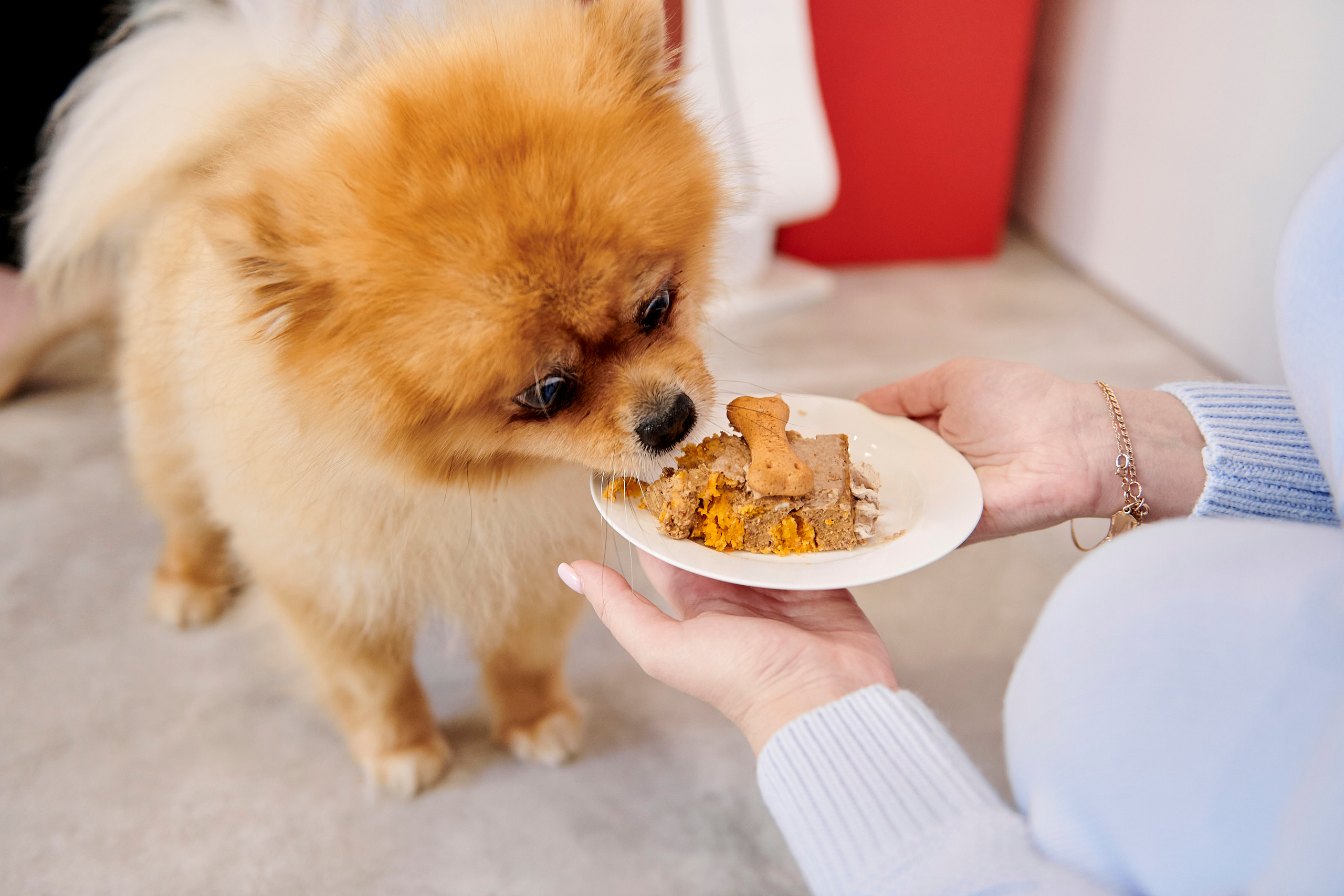 Открытие салона-магазина для животных People & Pets. Фотограф Постольник Дарья