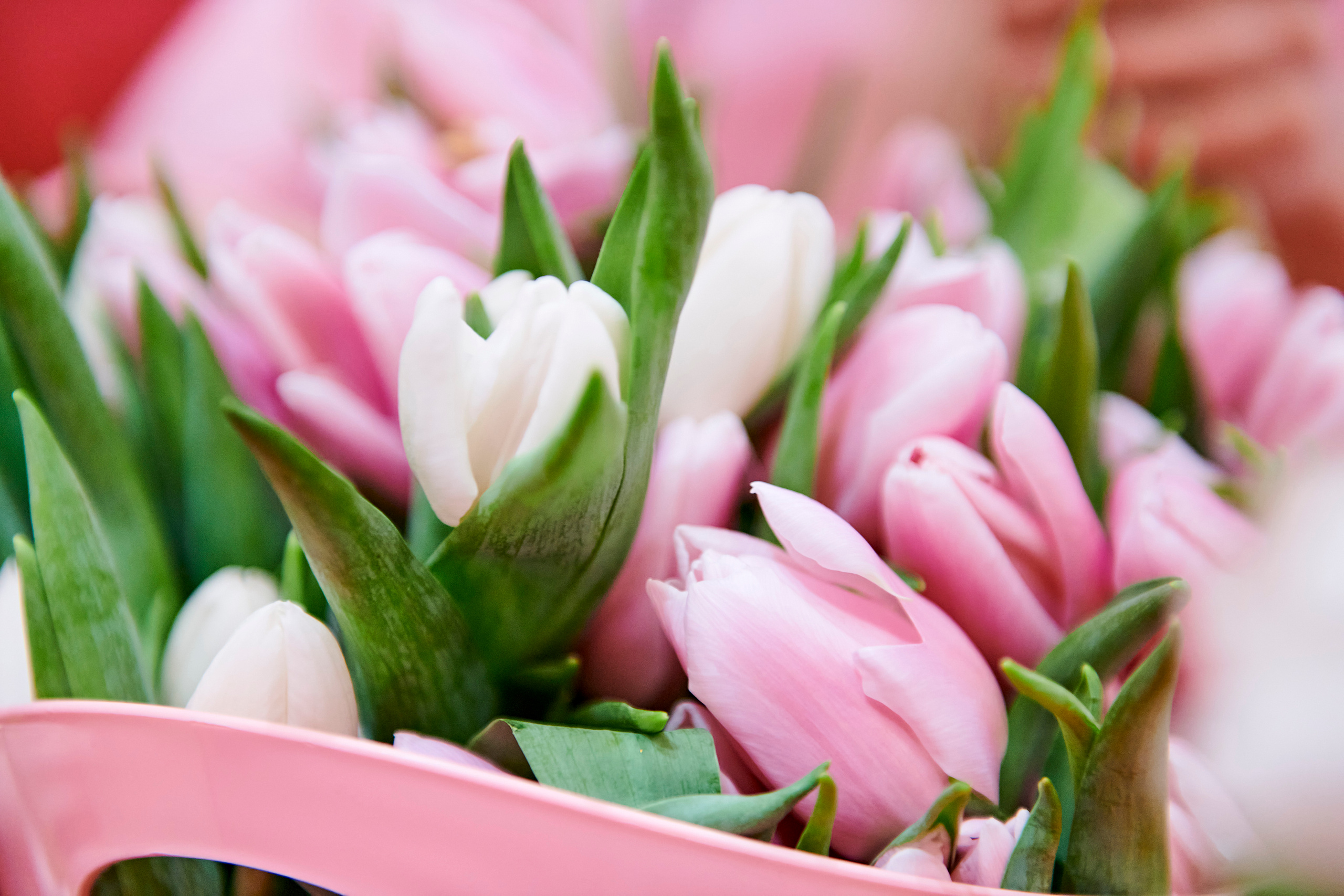 Mega Beauty Day. Фотограф Постольник Дарья