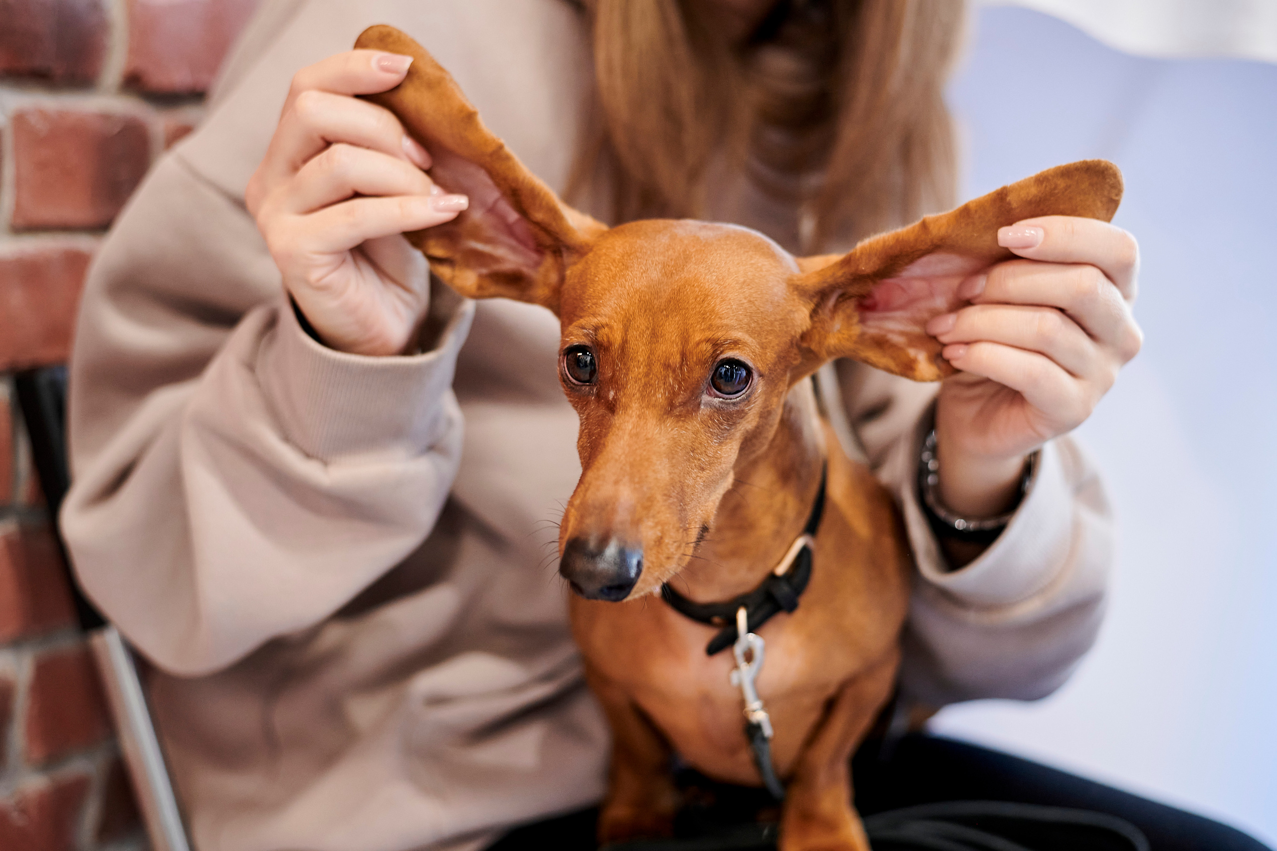 Открытие салона-магазина для животных People & Pets. Фотограф Постольник Дарья