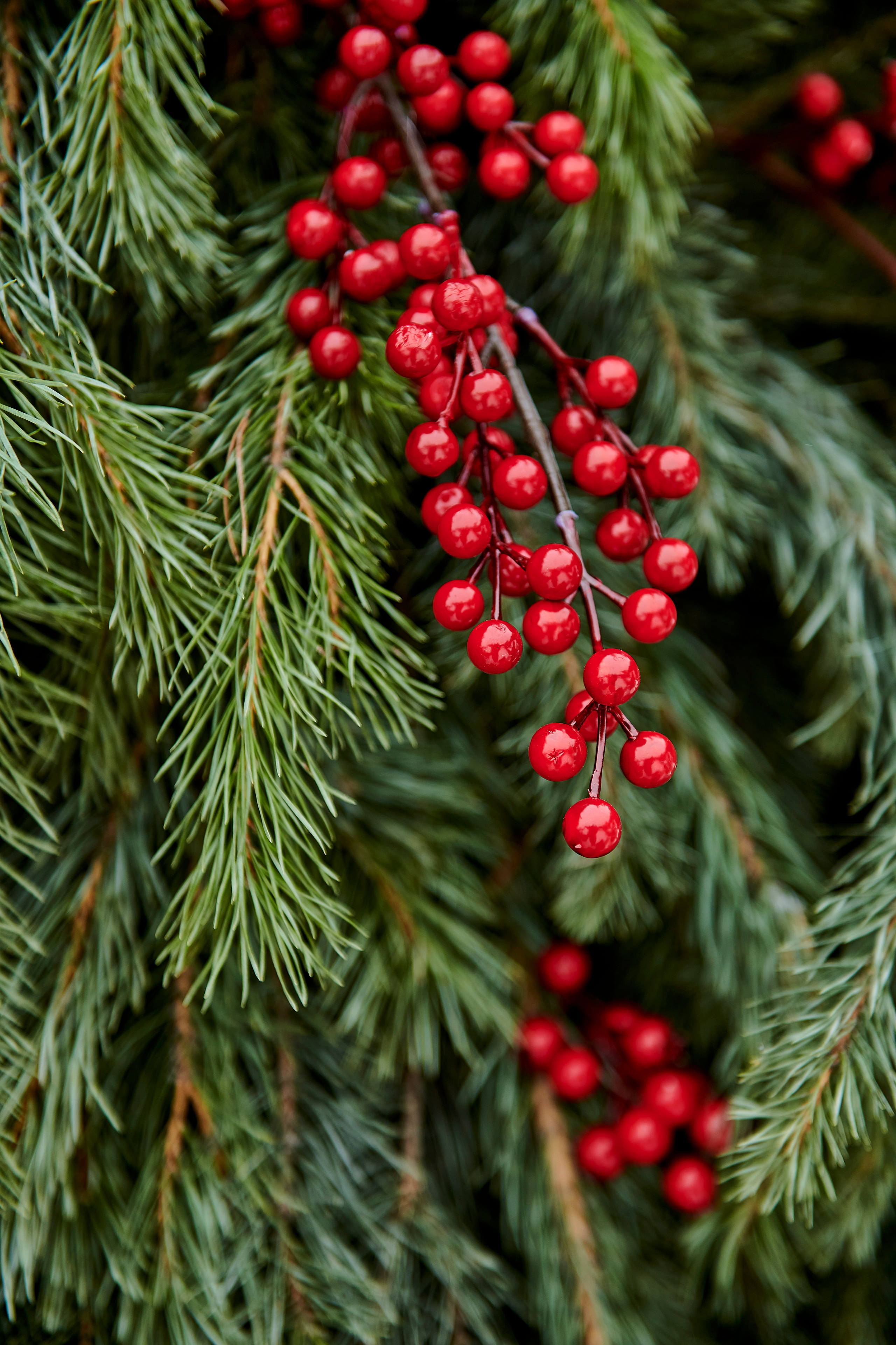 Зимний праздник для Нипигормаш. Фотограф Постольник Дарья