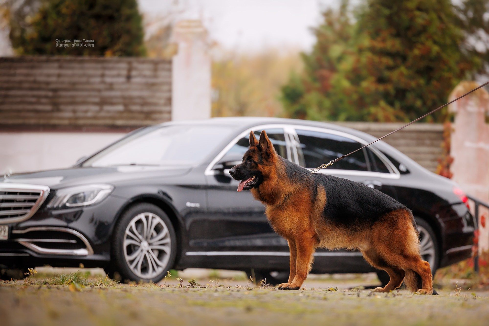 Фото немецких овчарок. Фотограф собак, фотограф-анималист Аня Титова (Titanya). Москва
