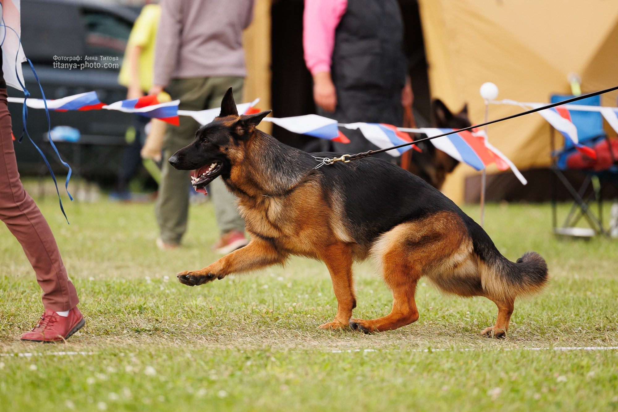 Немецкие овчарки: фото из рингов и вне ринга, мутпроба (фотографии с выставок). Фотограф собак, фотограф-анималист Аня Титова (Titanya). Москва