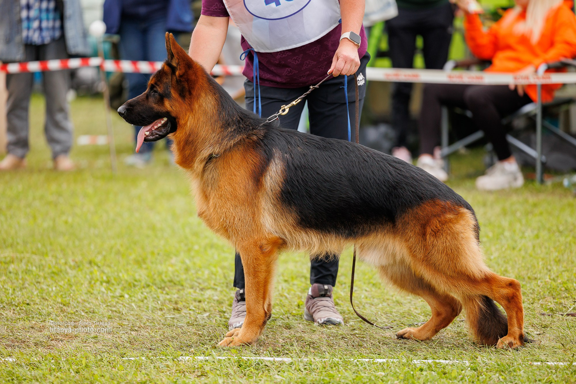 Немецкие овчарки: фото из рингов и вне ринга, мутпроба (фотографии с выставок). Фотограф собак, фотограф-анималист Аня Титова (Titanya). Москва